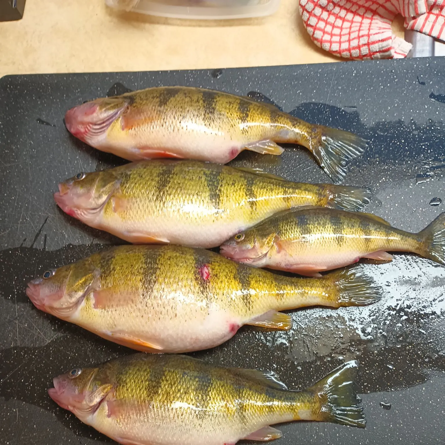 recently logged catches