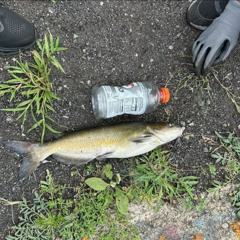 Channel catfish caught on Fishbrain