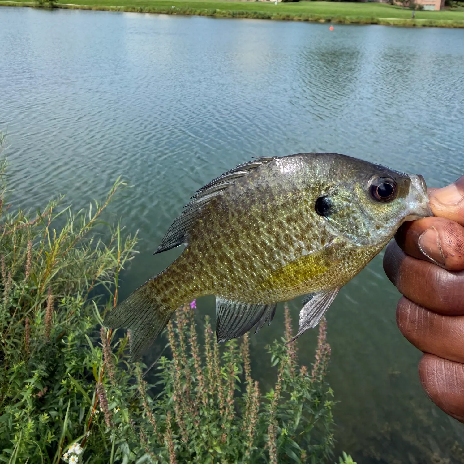 Bluegill caught on Fishbrain
