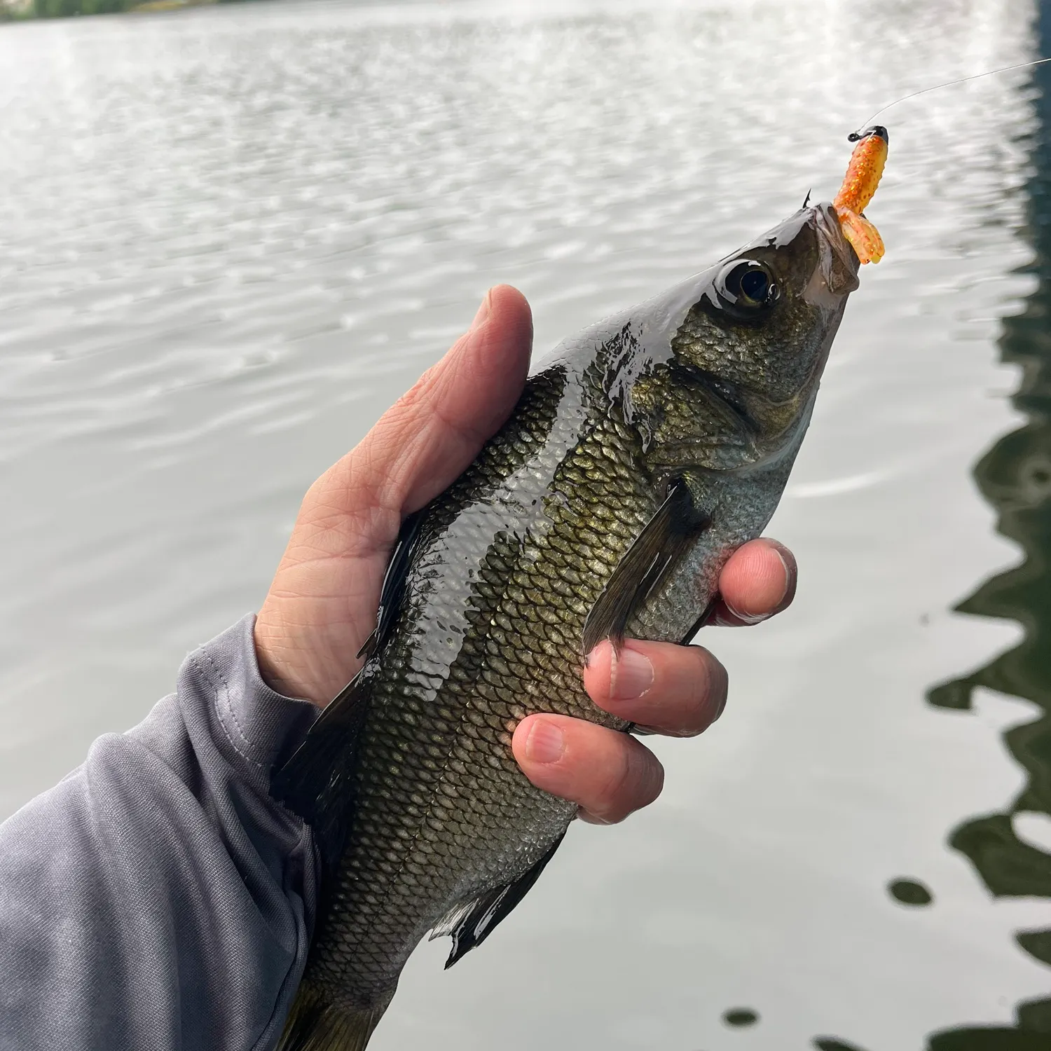 The most recent White perch catches on Fishbrain