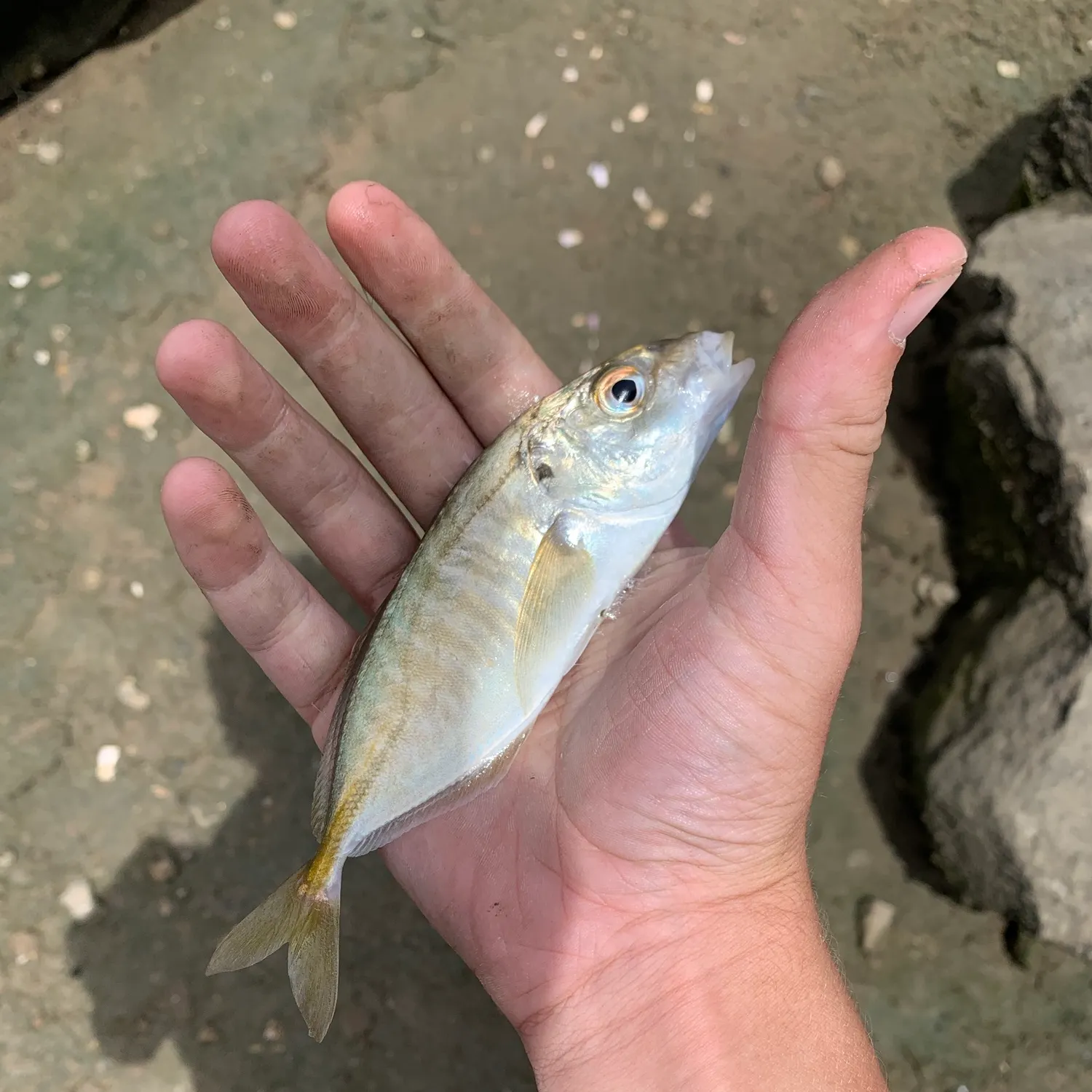 White trevally caught on Fishbrain