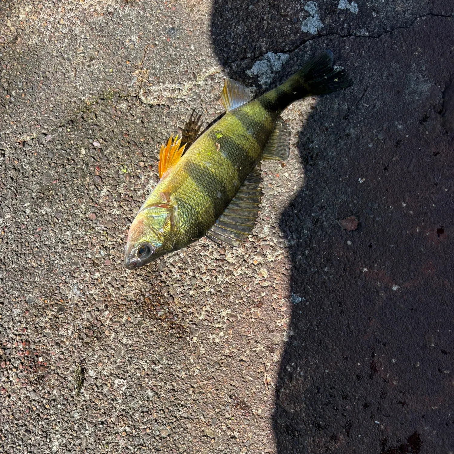 Yellow perch caught on Fishbrain