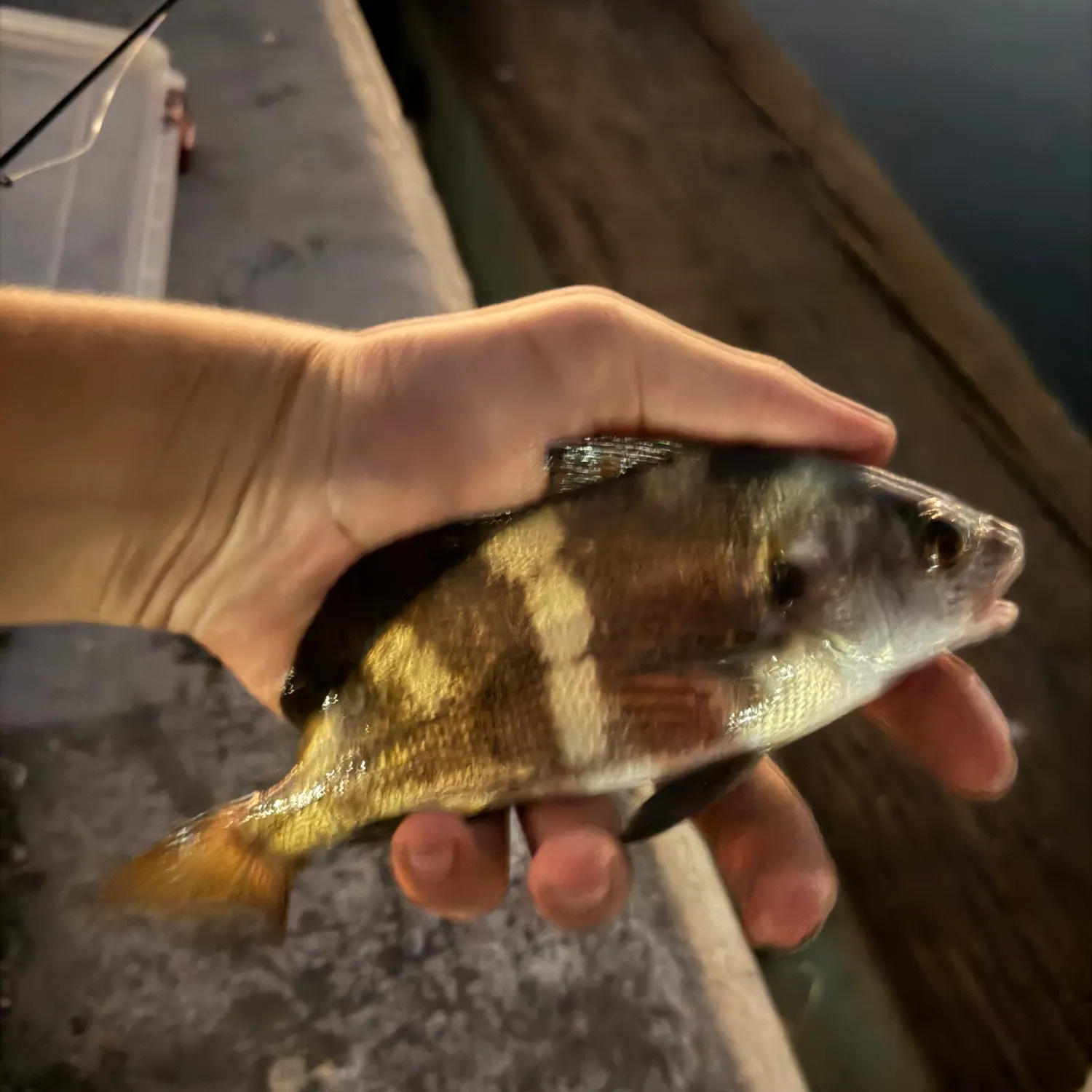 The most recent Black croaker catches on Fishbrain