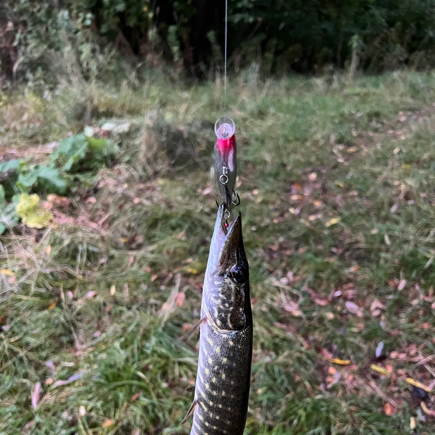 Northern pike caught on Fishbrain