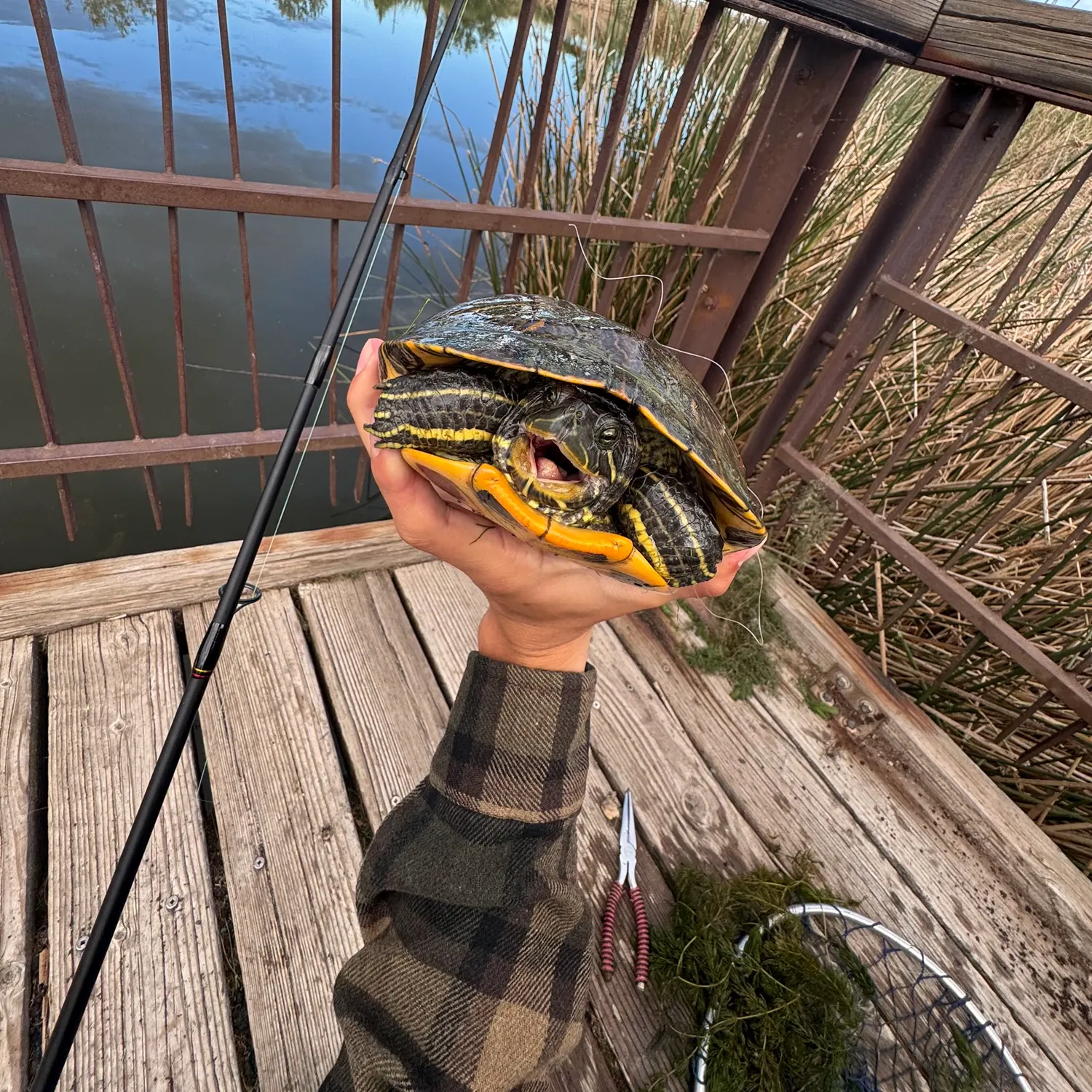 Pond slider turtle caught on Fishbrain