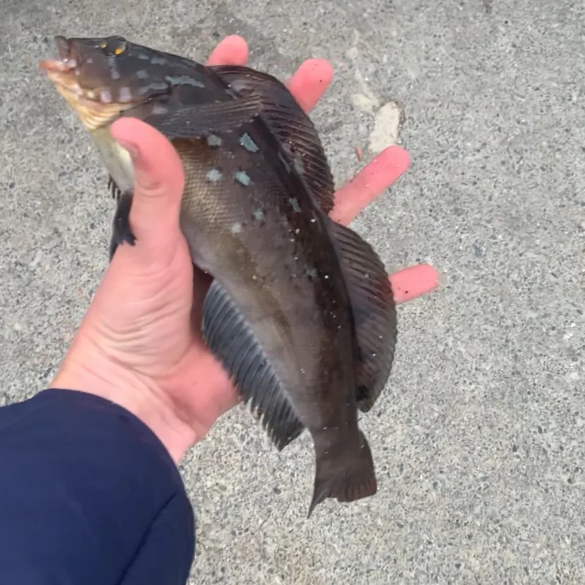 Kelp greenling caught on Fishbrain