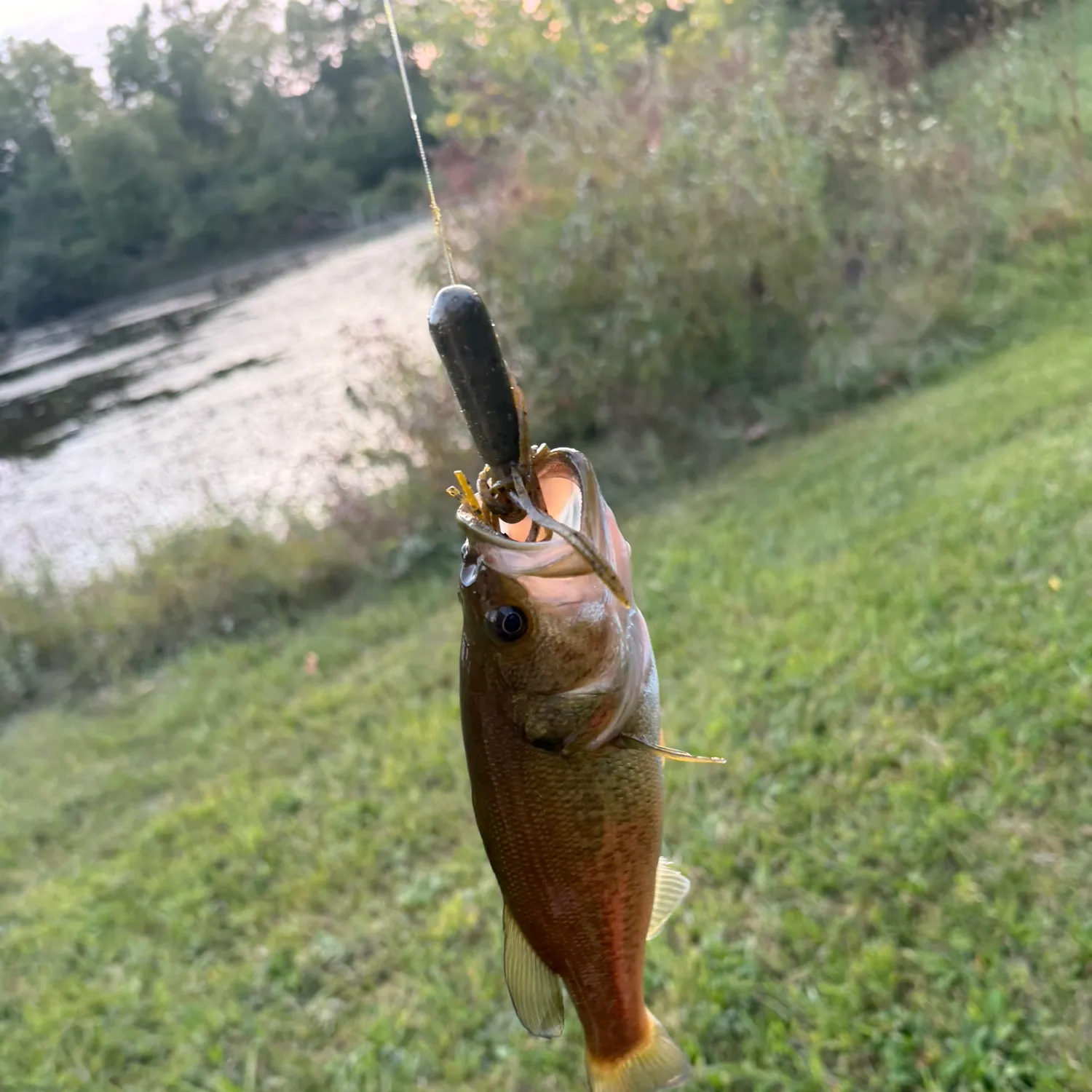 Largemouth bass caught on Fishbrain