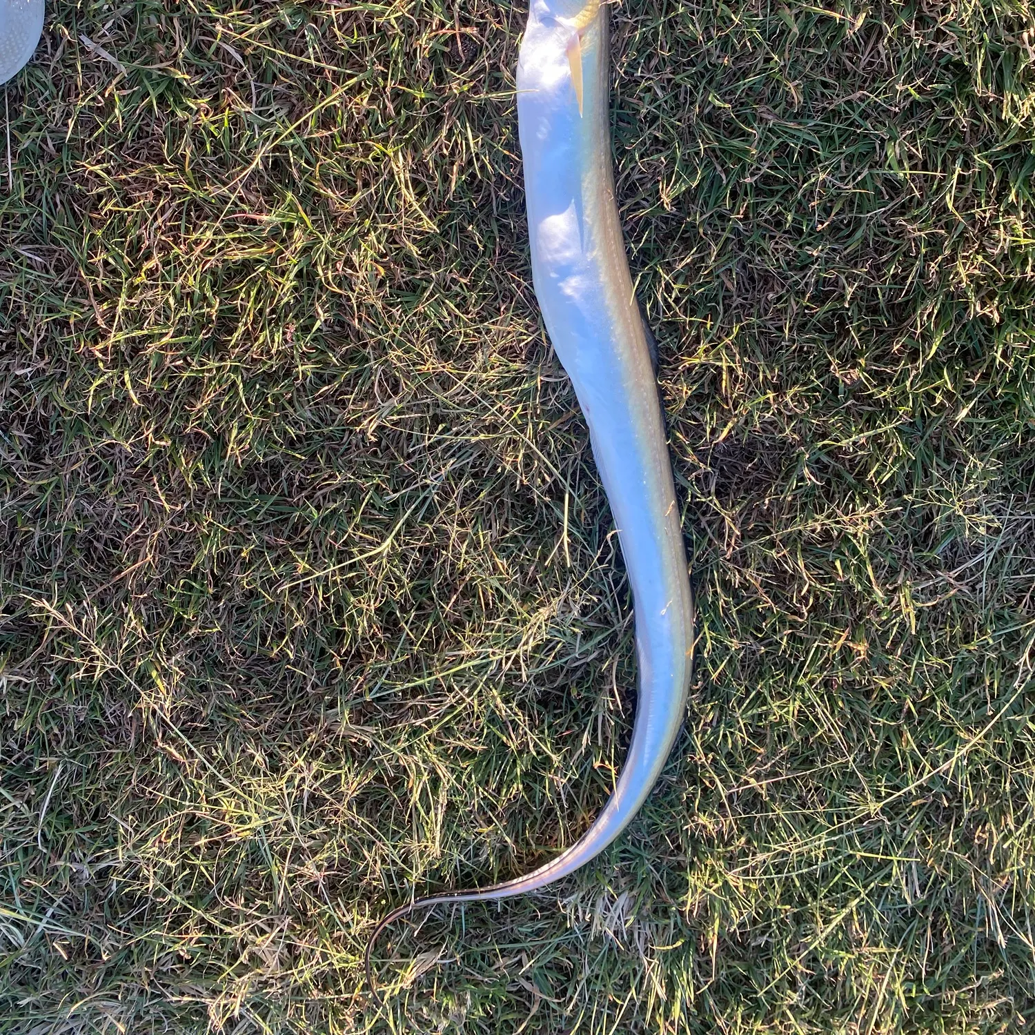 The most recent Common pike conger catches on Fishbrain