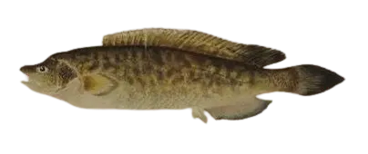 River blackfish