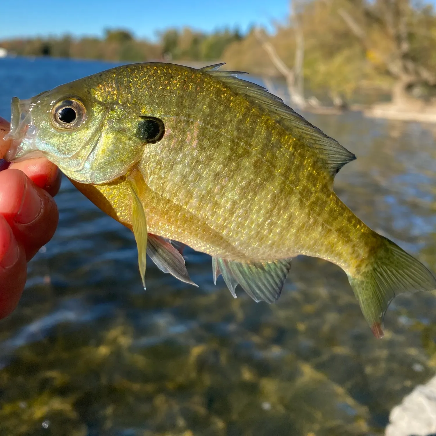 Bluegill caught on Fishbrain