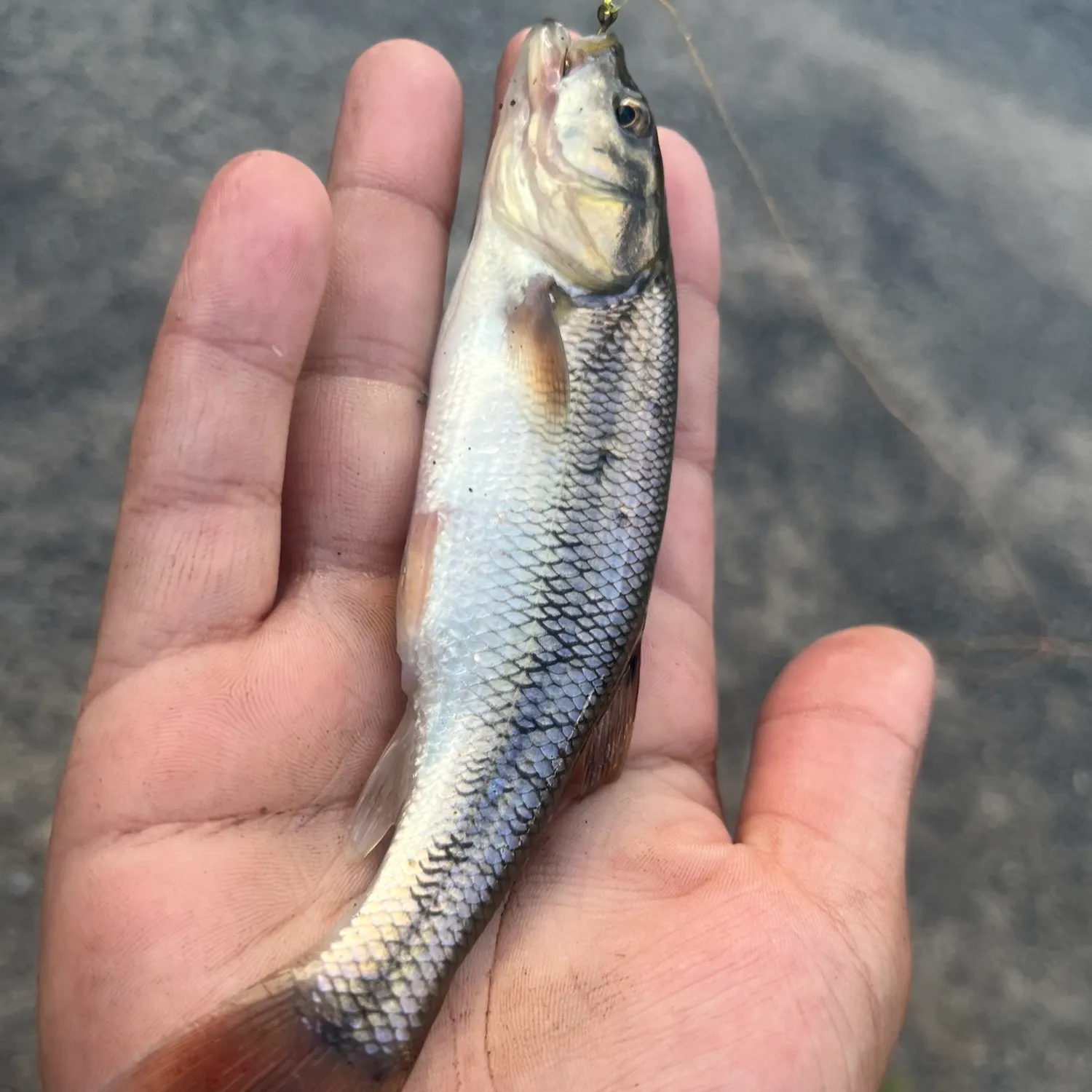 Creek chub caught on Fishbrain