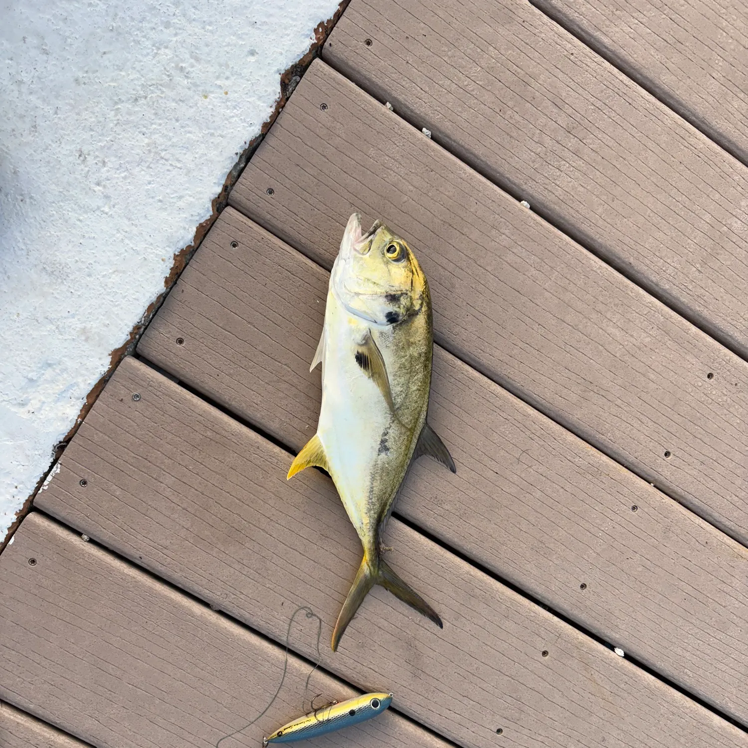 The most recent Crevalle jack catches on Fishbrain