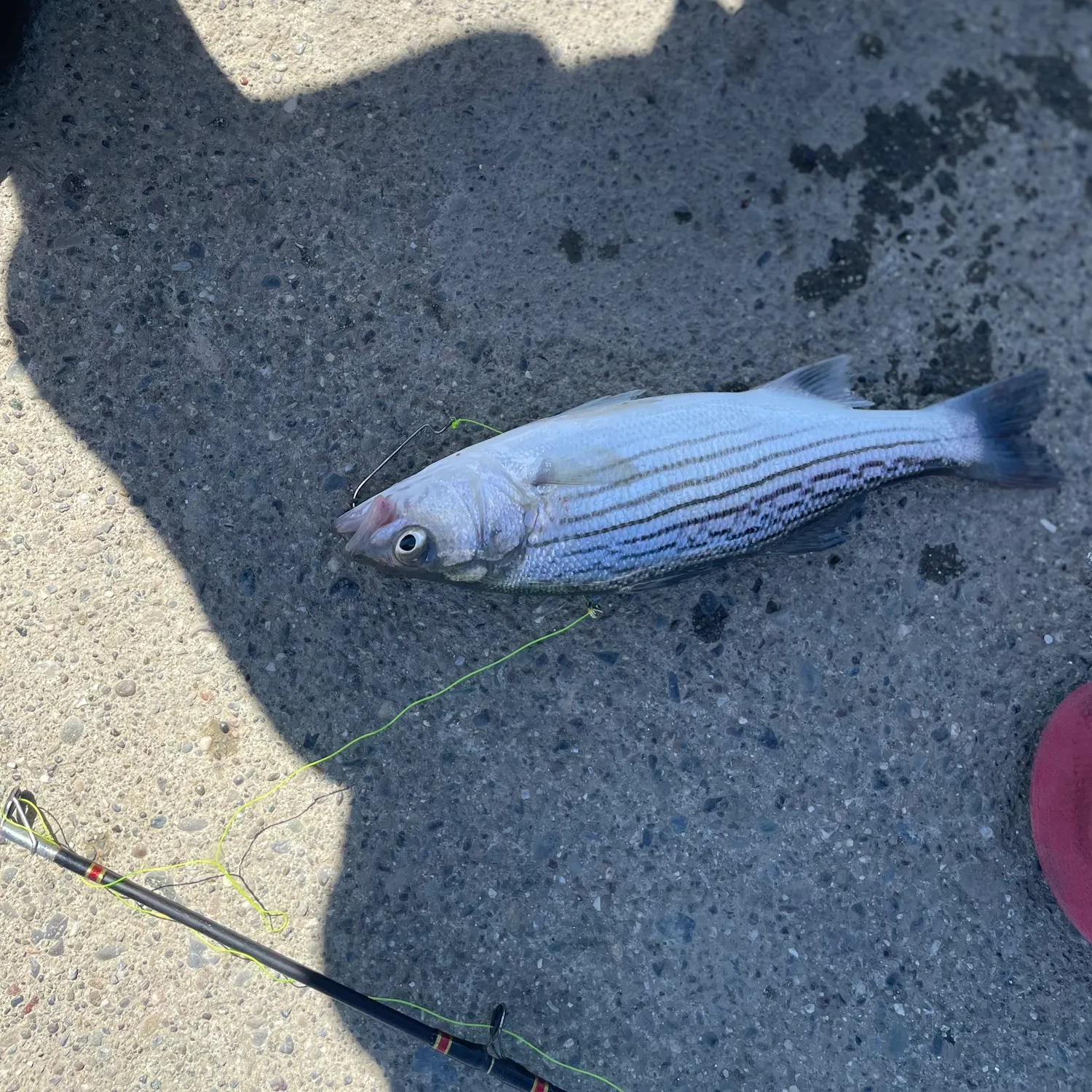 Striped bass caught on Fishbrain