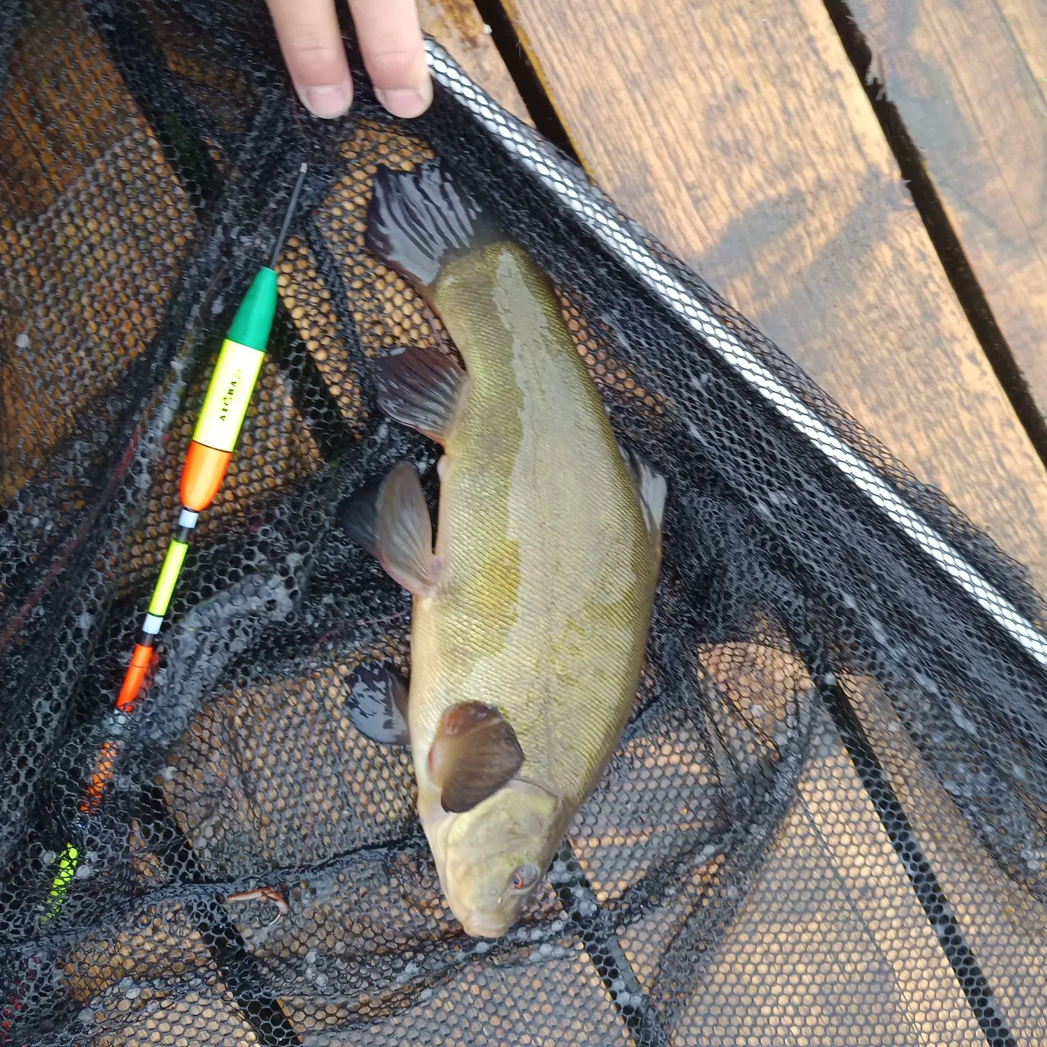 Tench caught on Fishbrain