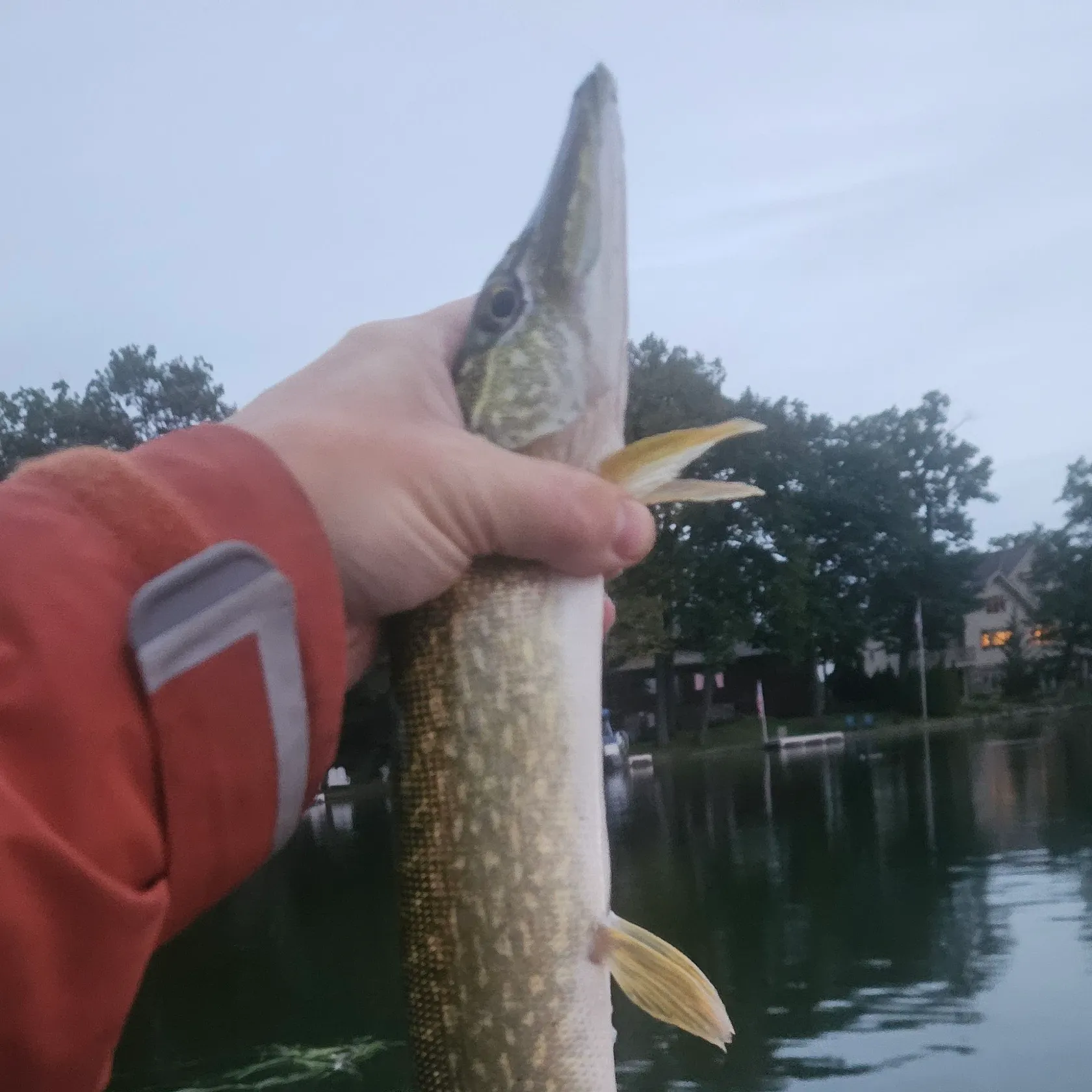 Northern pike caught on Fishbrain