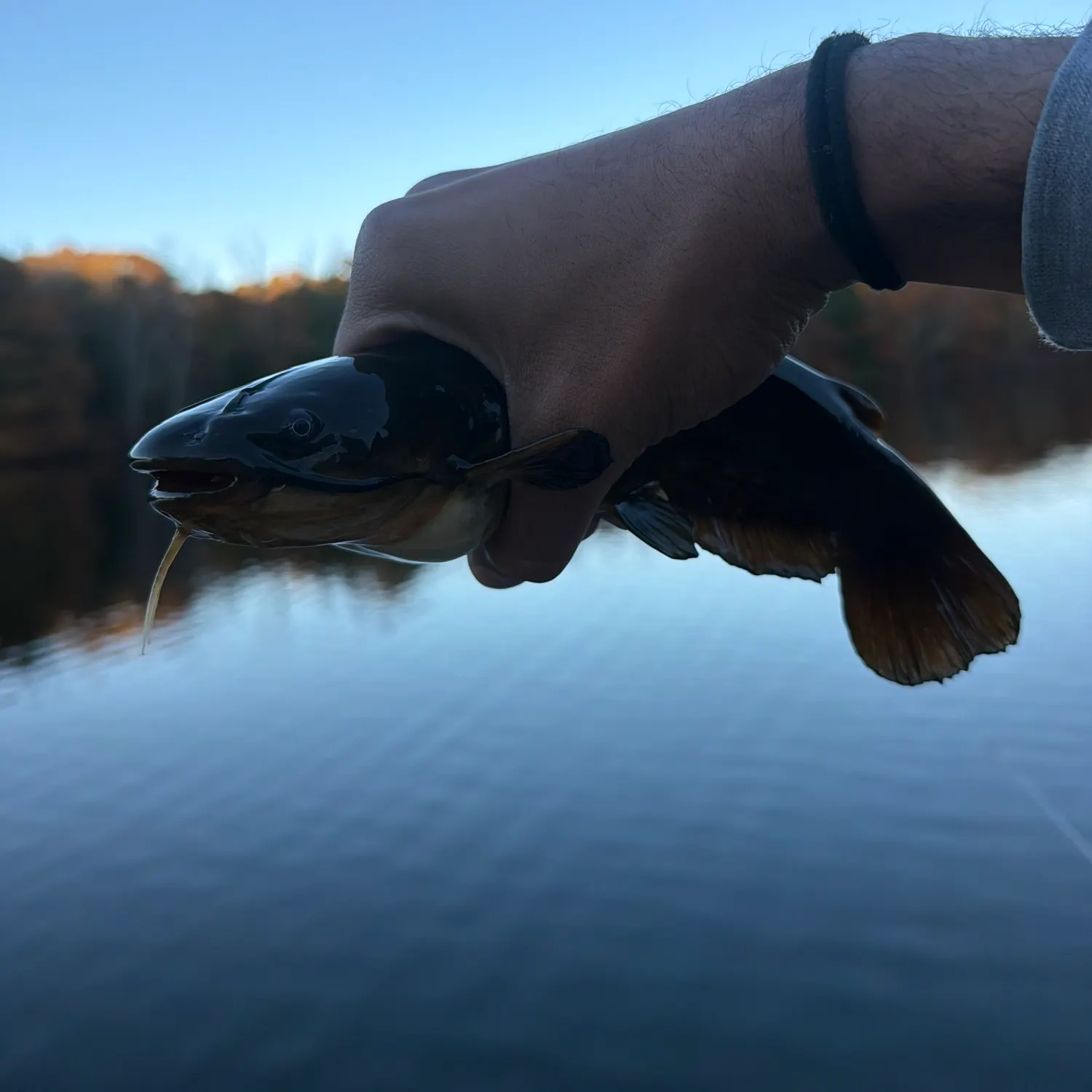 Black bullhead caught on Fishbrain
