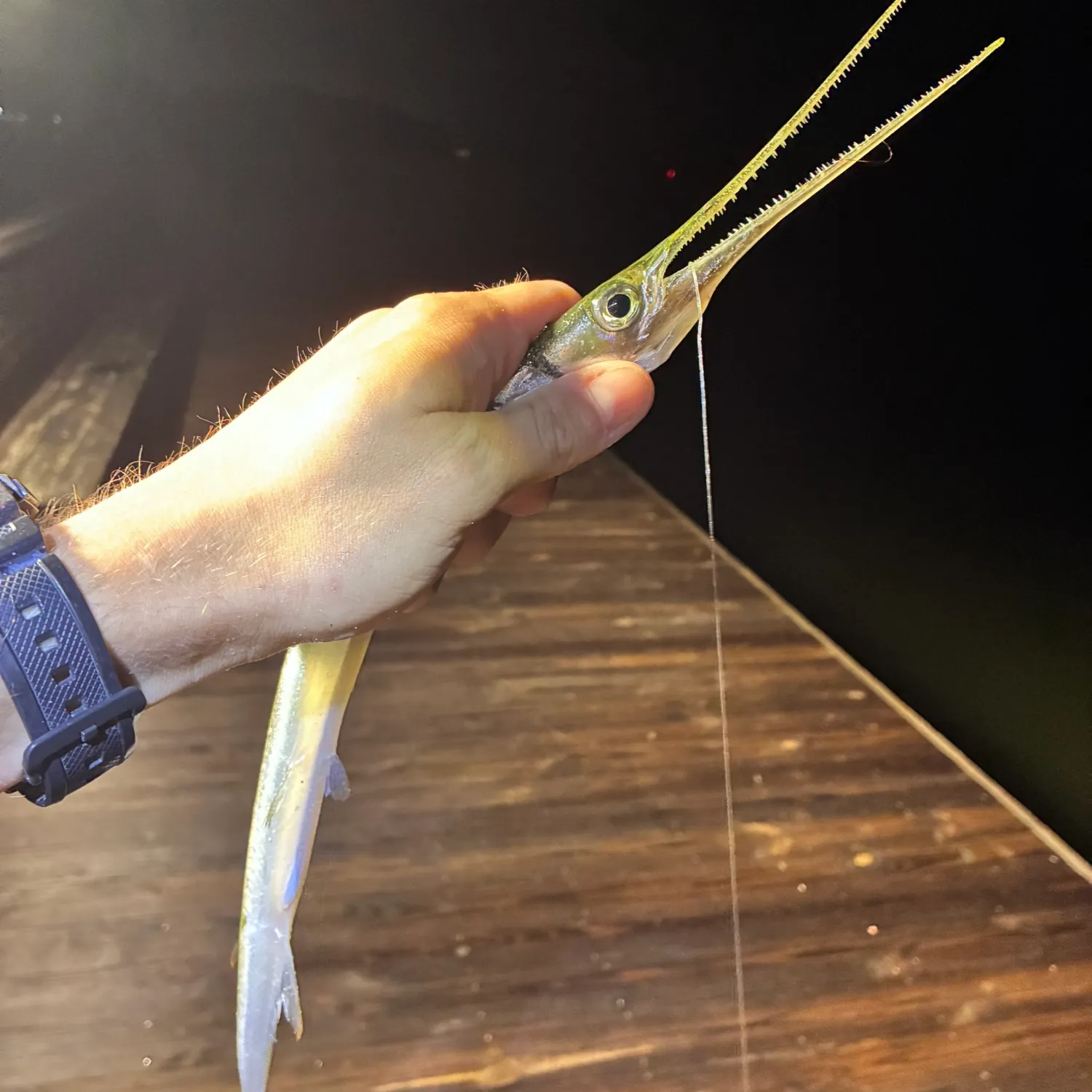 The most recent Atlantic needlefish catches on Fishbrain