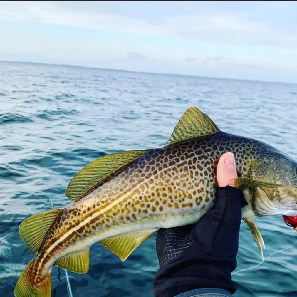 The most recent Atlantic cod catches on Fishbrain
