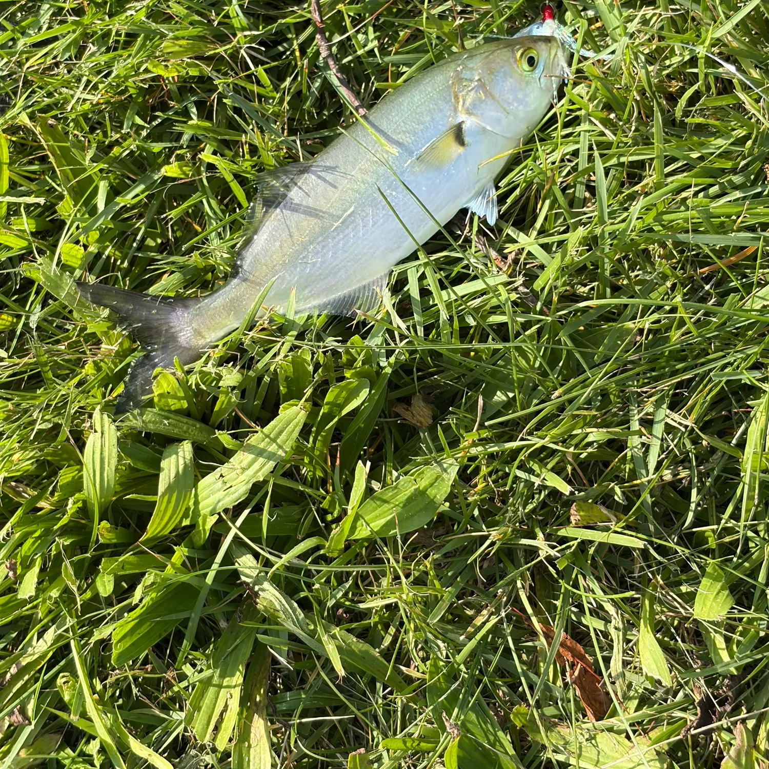 Bluefish caught on Fishbrain