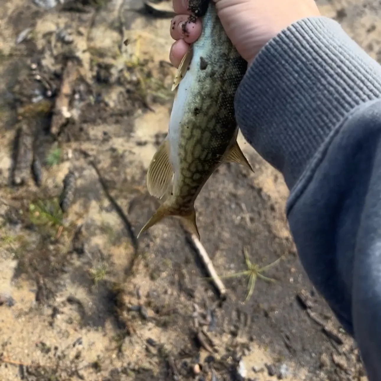 Chain pickerel caught on Fishbrain