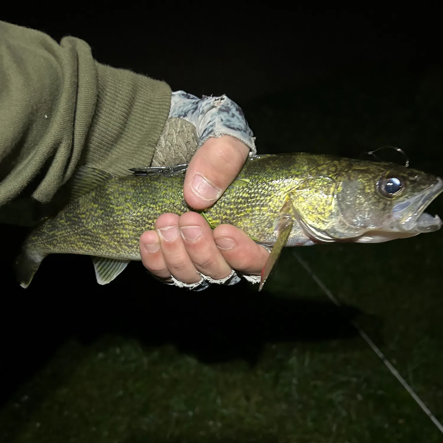 The most recent Walleye catches on Fishbrain
