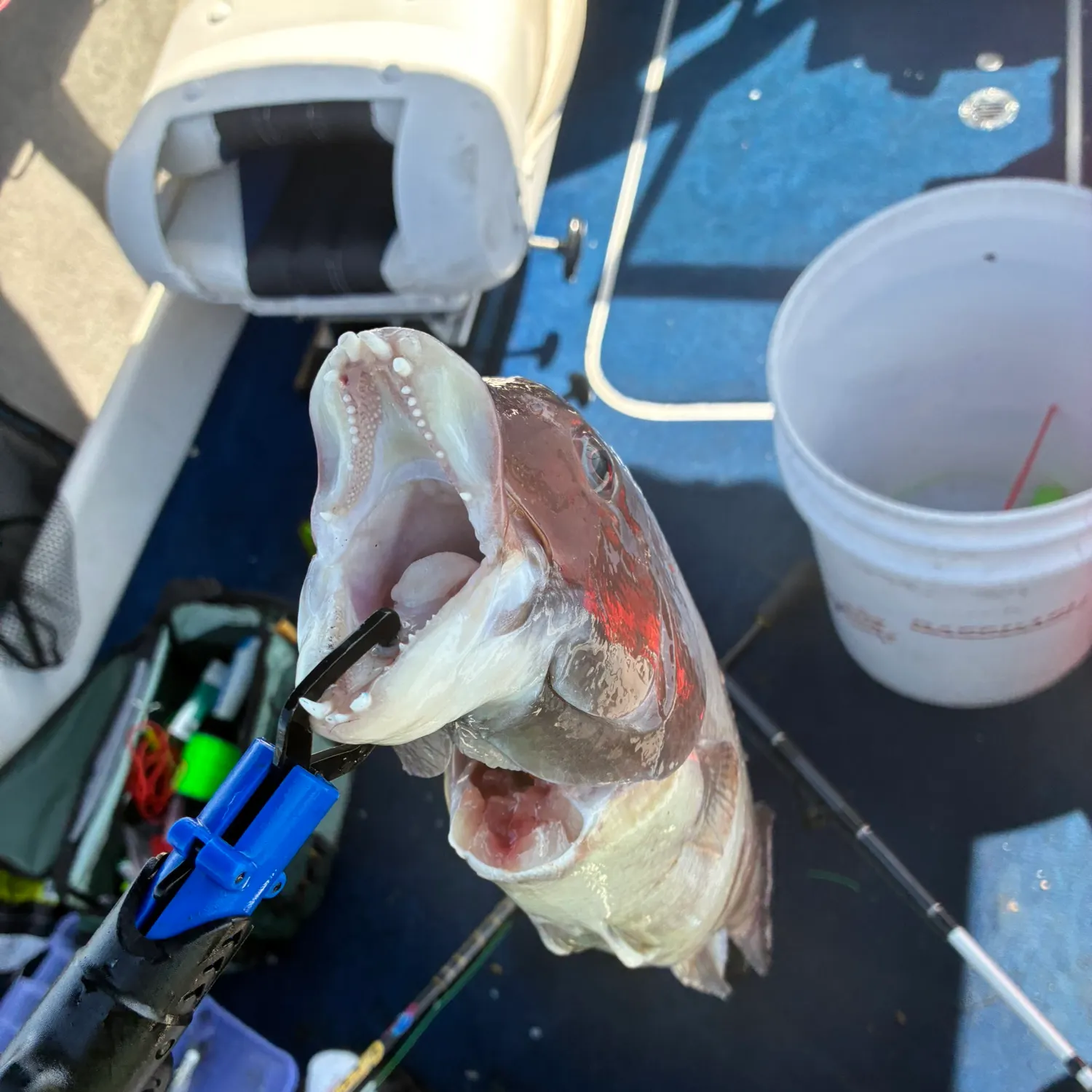 The most recent California sheephead catches on Fishbrain