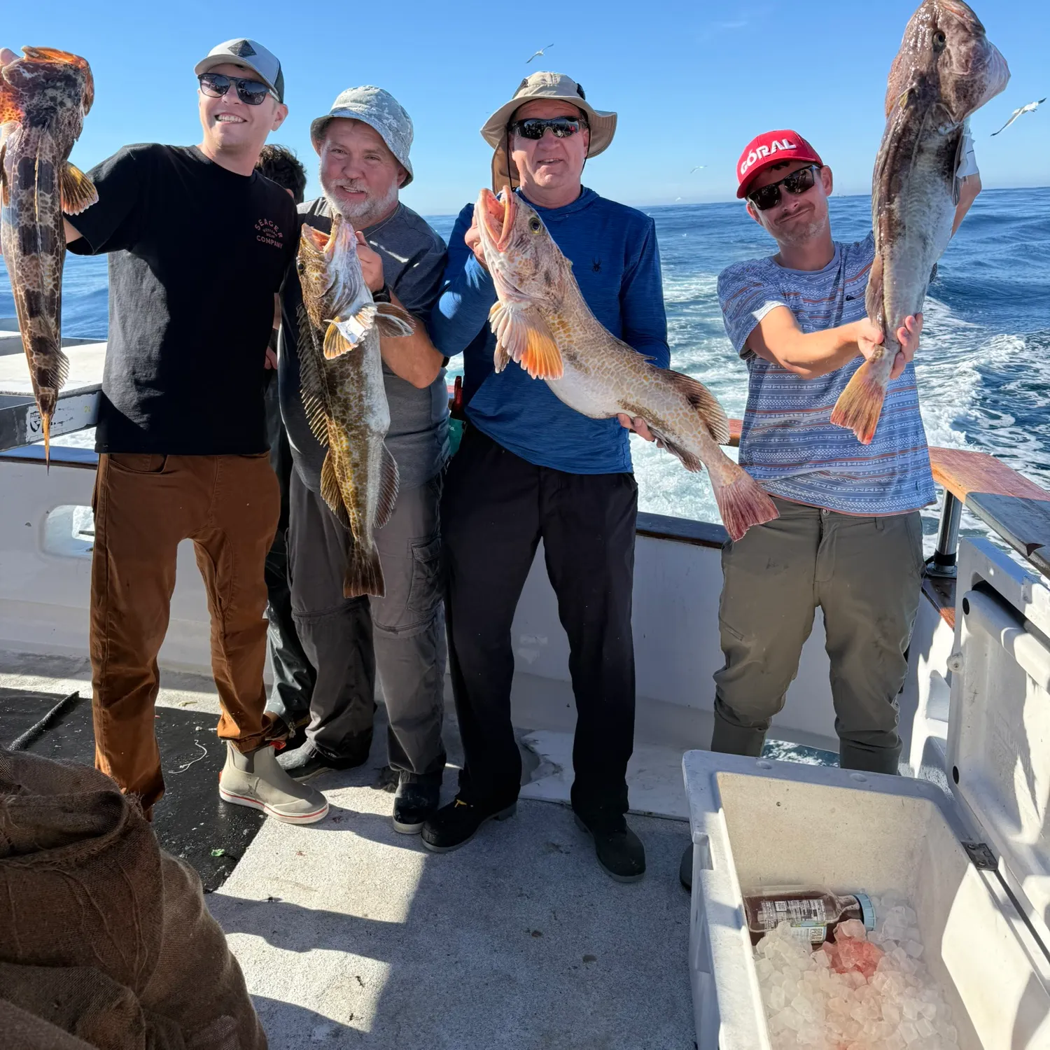 The most recent Lingcod catches on Fishbrain