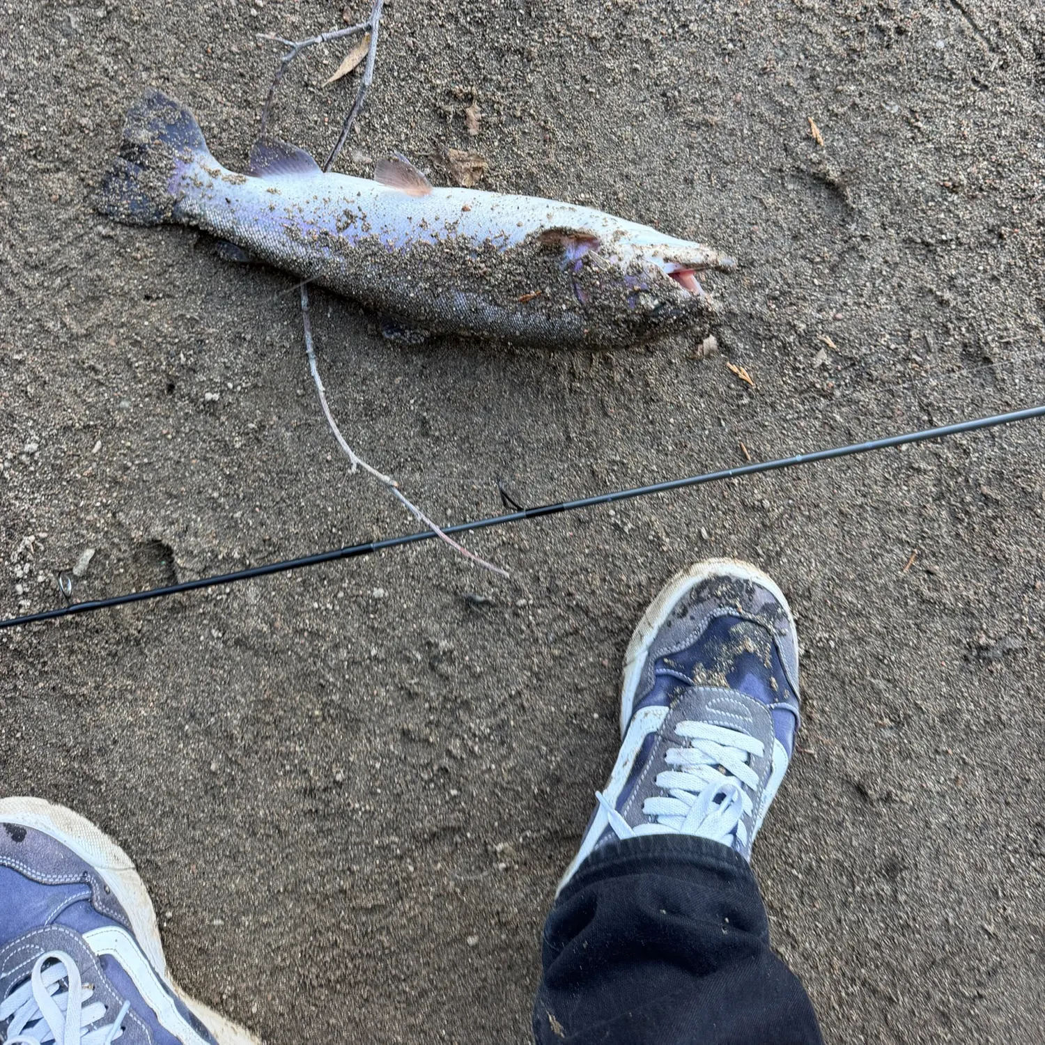 Rainbow trout caught on Fishbrain