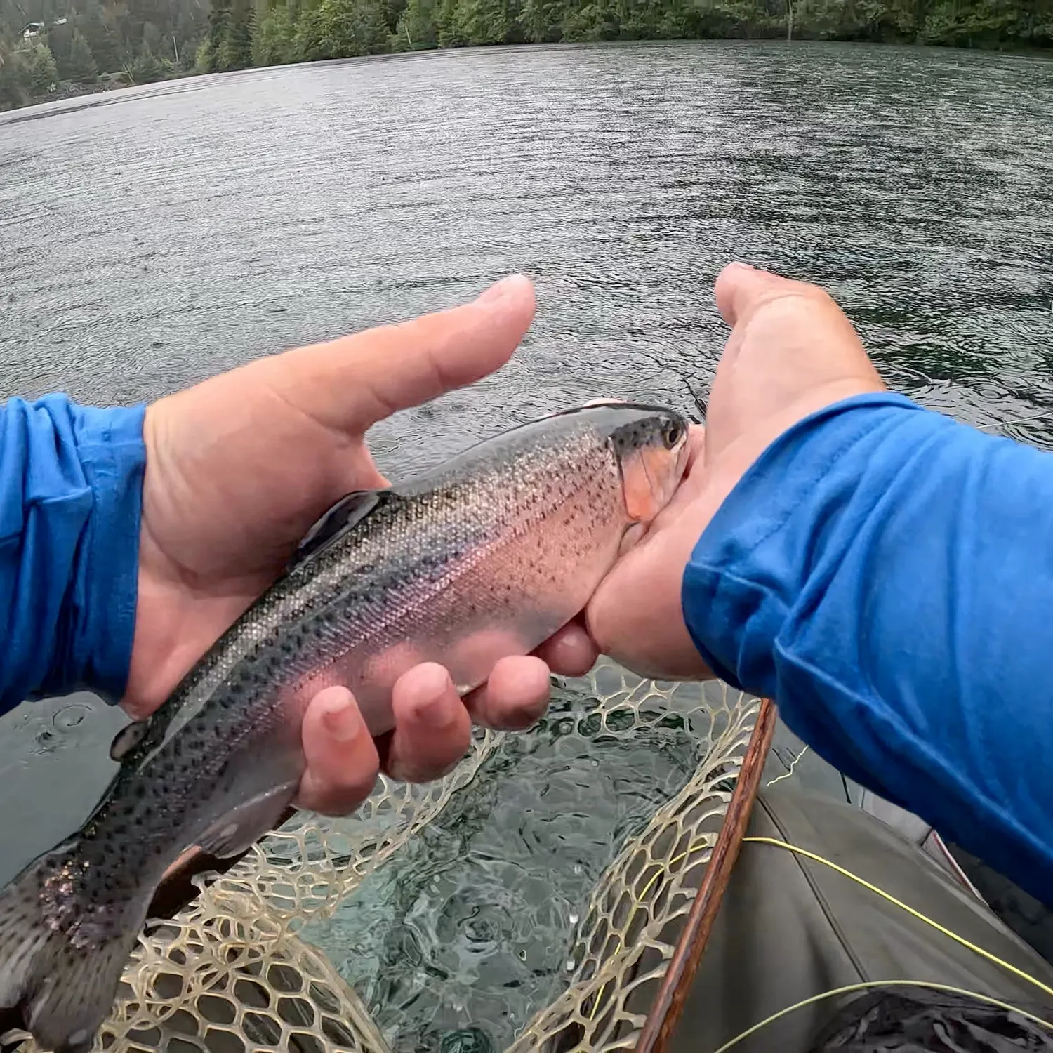 Rainbow trout caught on Fishbrain