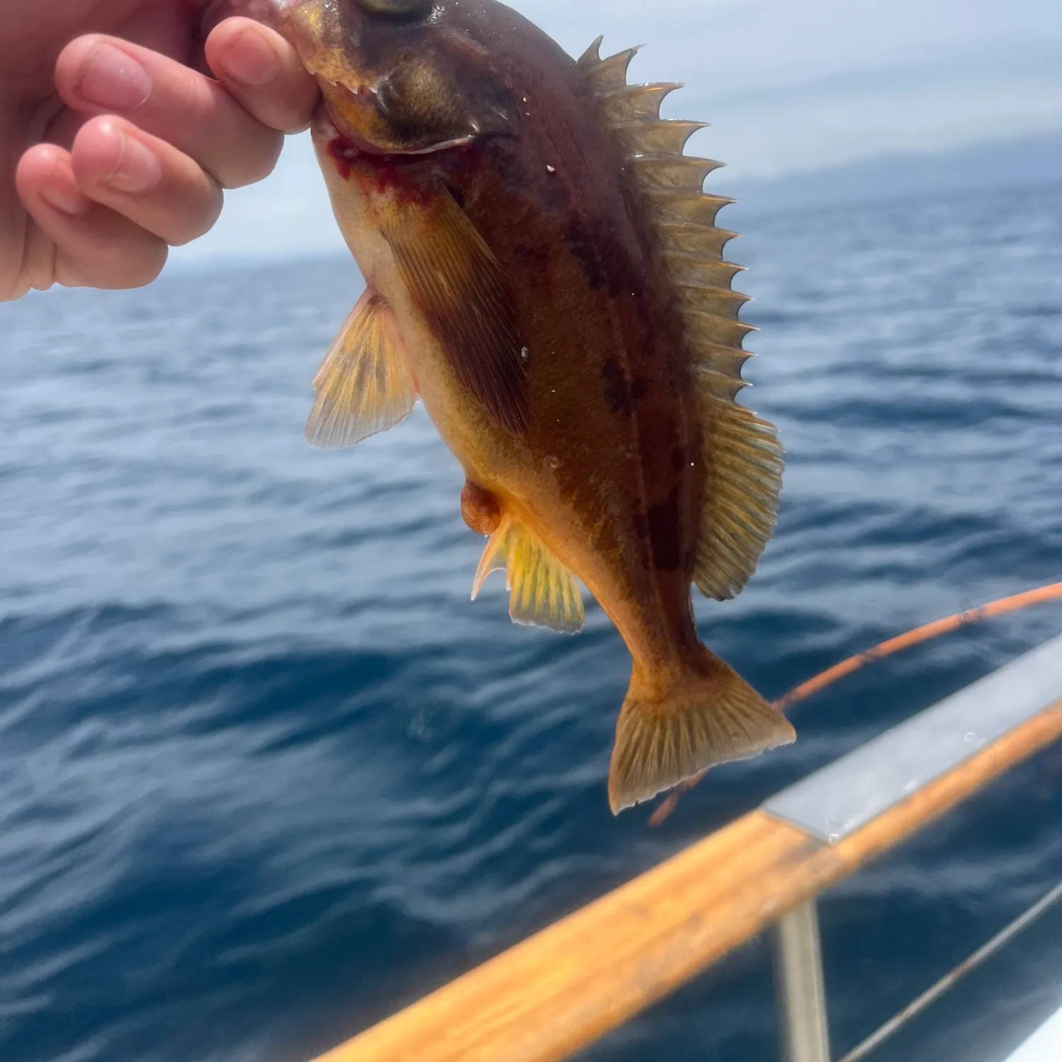 The most recent Squarespot rockfish catches on Fishbrain