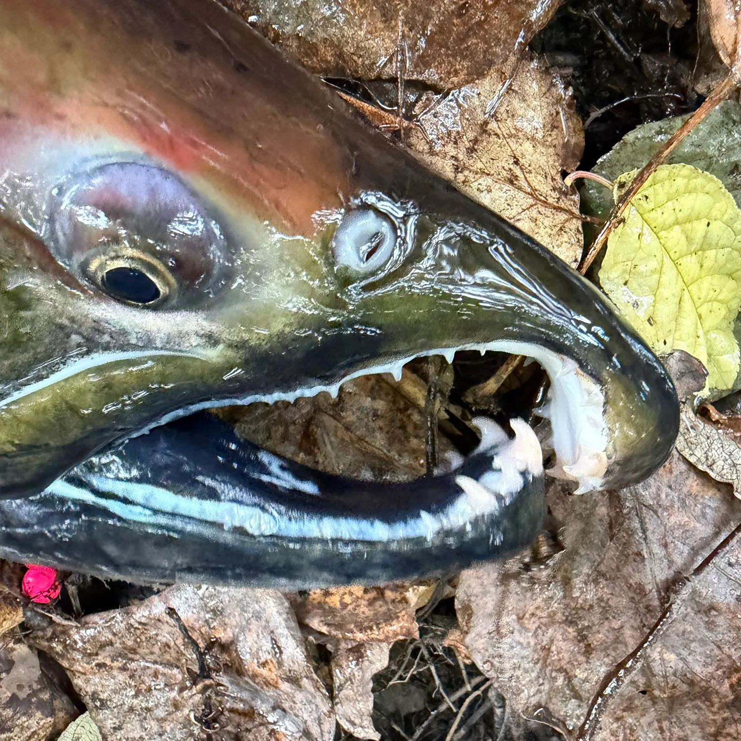 Coho salmon caught on Fishbrain