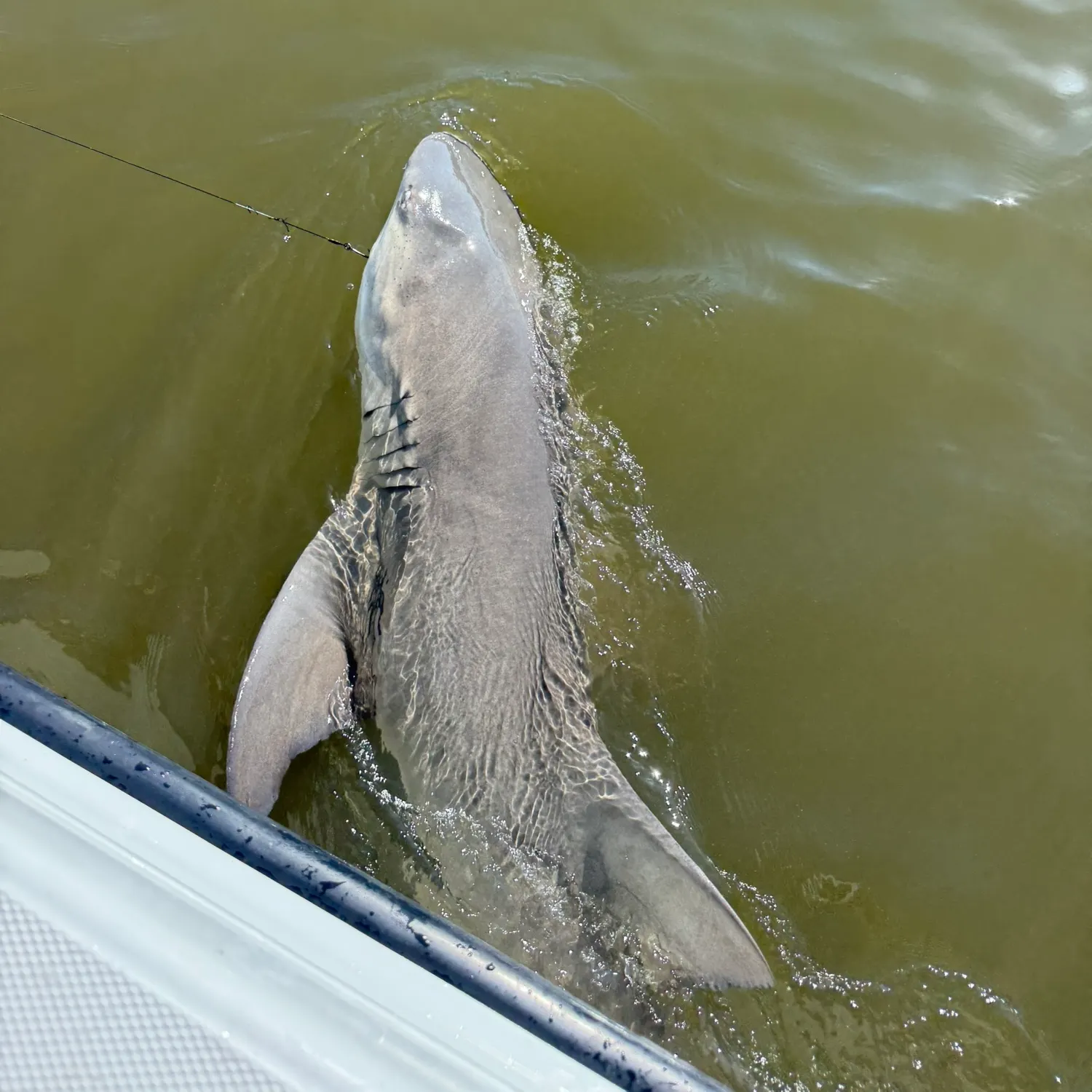 The most recent Lemon shark catches on Fishbrain