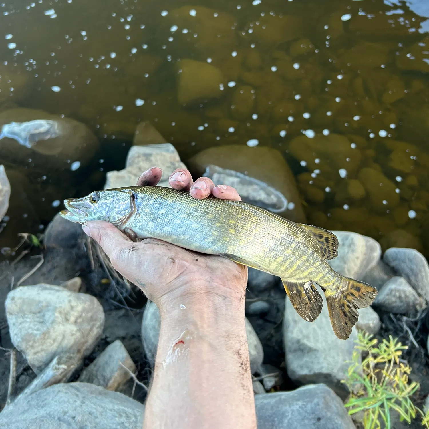 Northern pike caught on Fishbrain