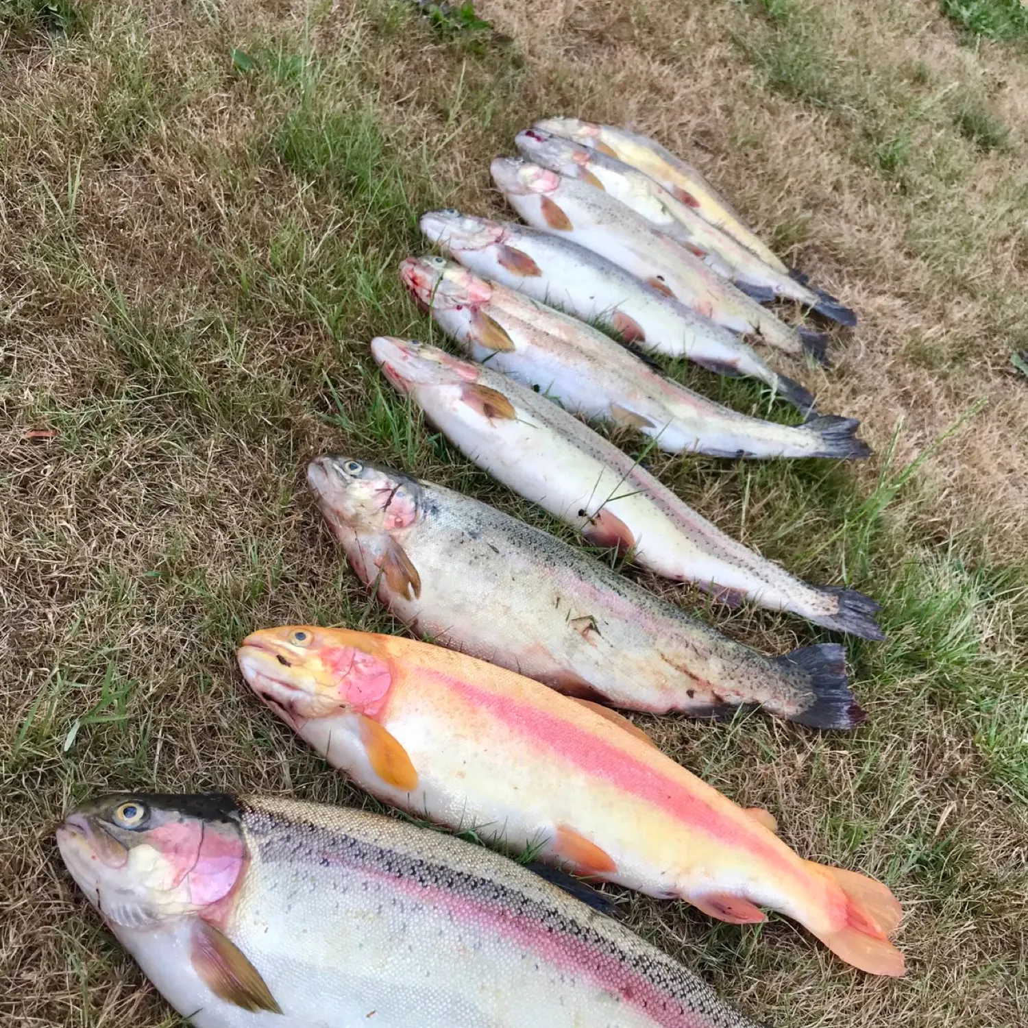 recently logged catches