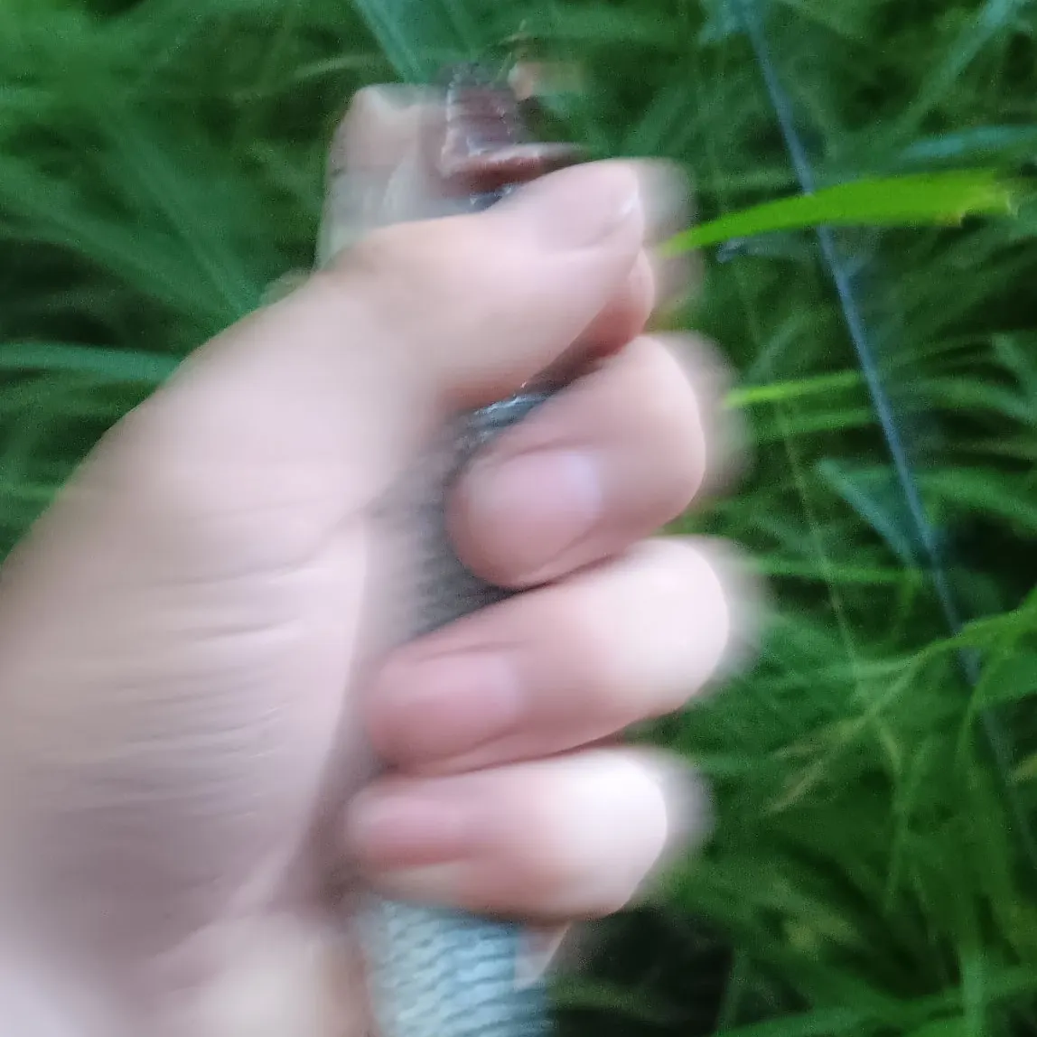 The most recent River chub catches on Fishbrain