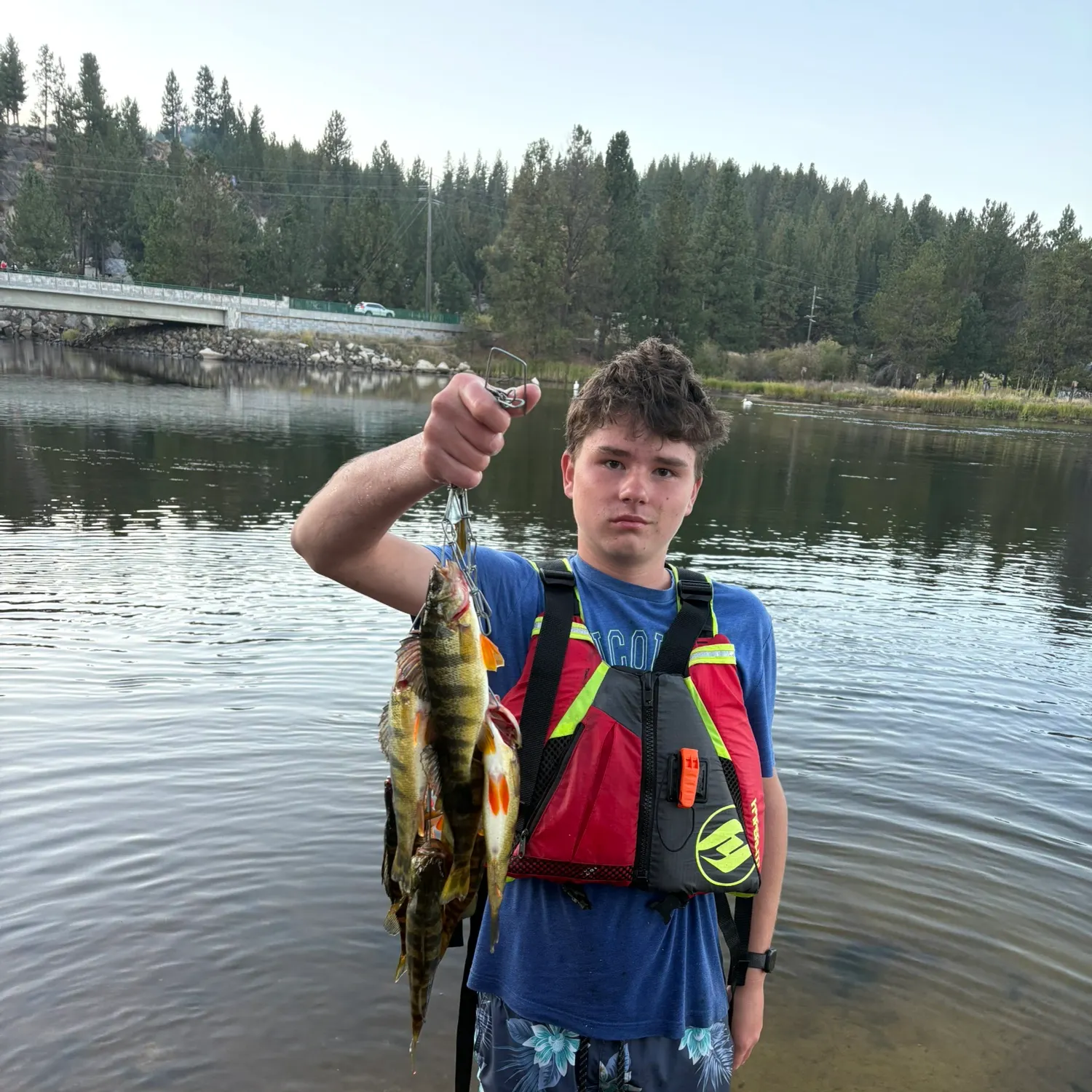 Yellow perch caught on Fishbrain