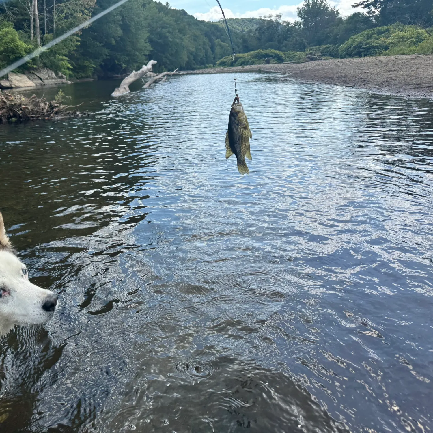 Rock bass caught on Fishbrain