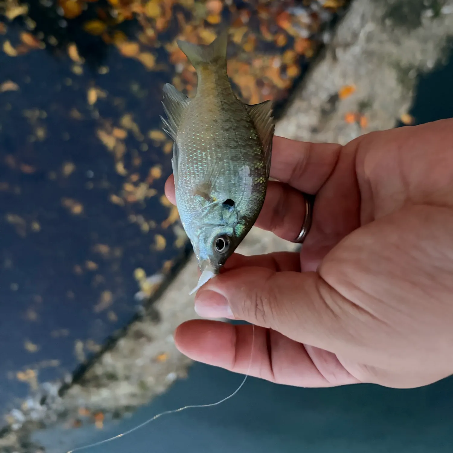 Bluegill caught on Fishbrain