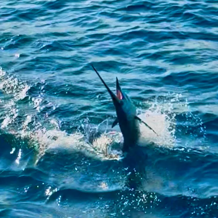 The most recent Indo-Pacific sailfish catches on Fishbrain
