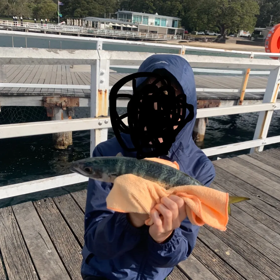 Pacific chub mackerel caught on Fishbrain