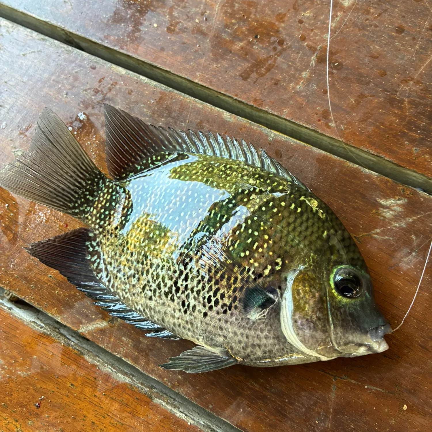 The most recent Banded tilapia catches on Fishbrain