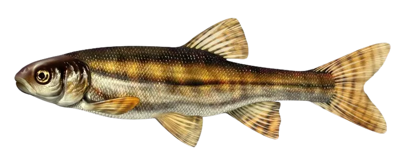 Eurasian minnow