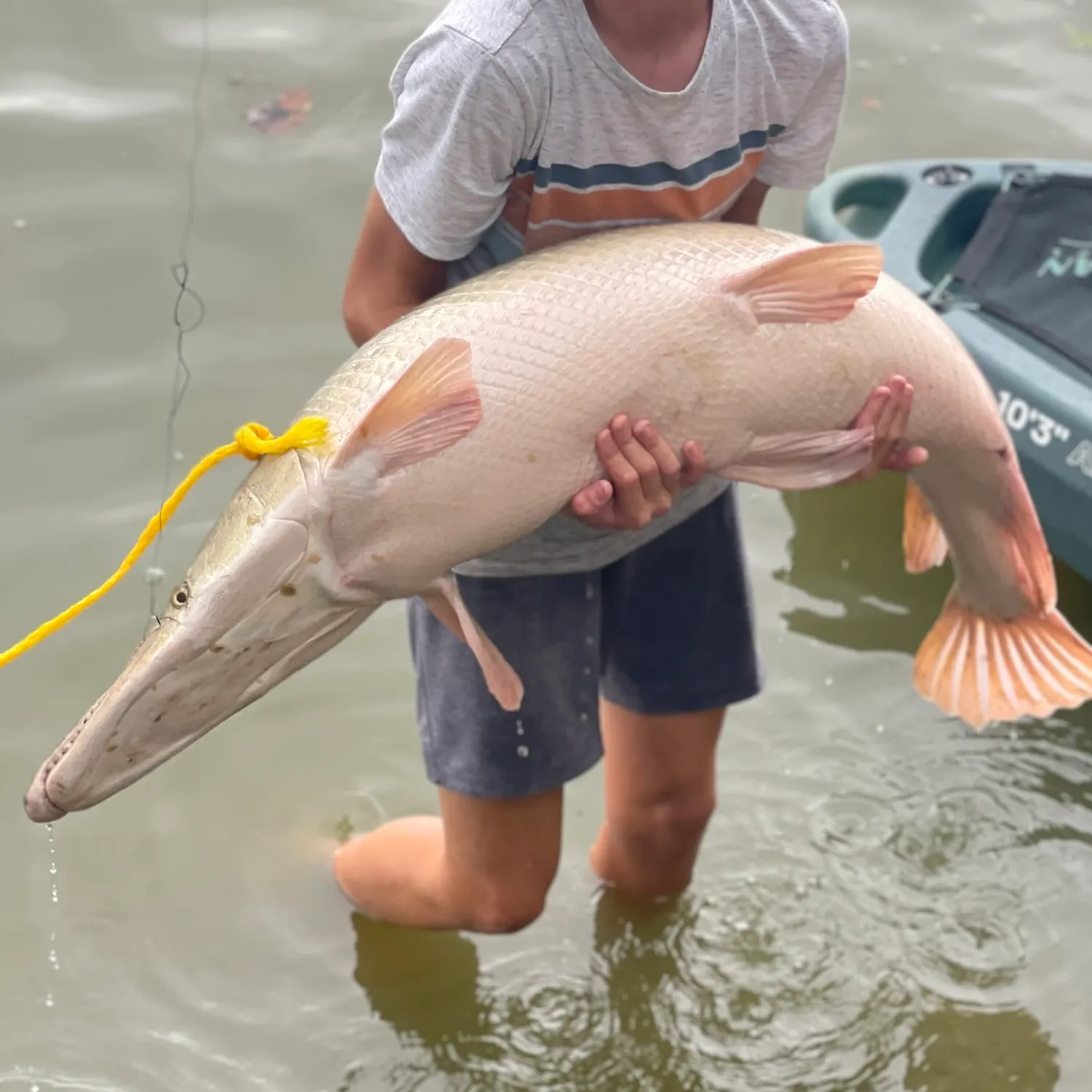 The most recent Alligator gar catches on Fishbrain