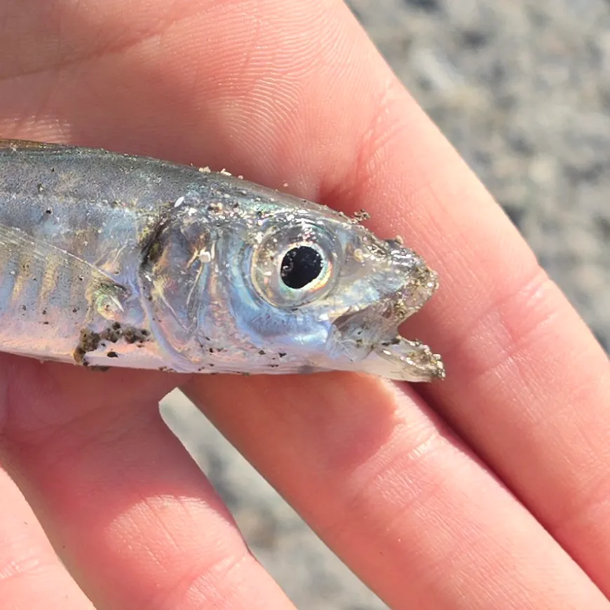 The most recent Atlantic horse mackerel catches on Fishbrain
