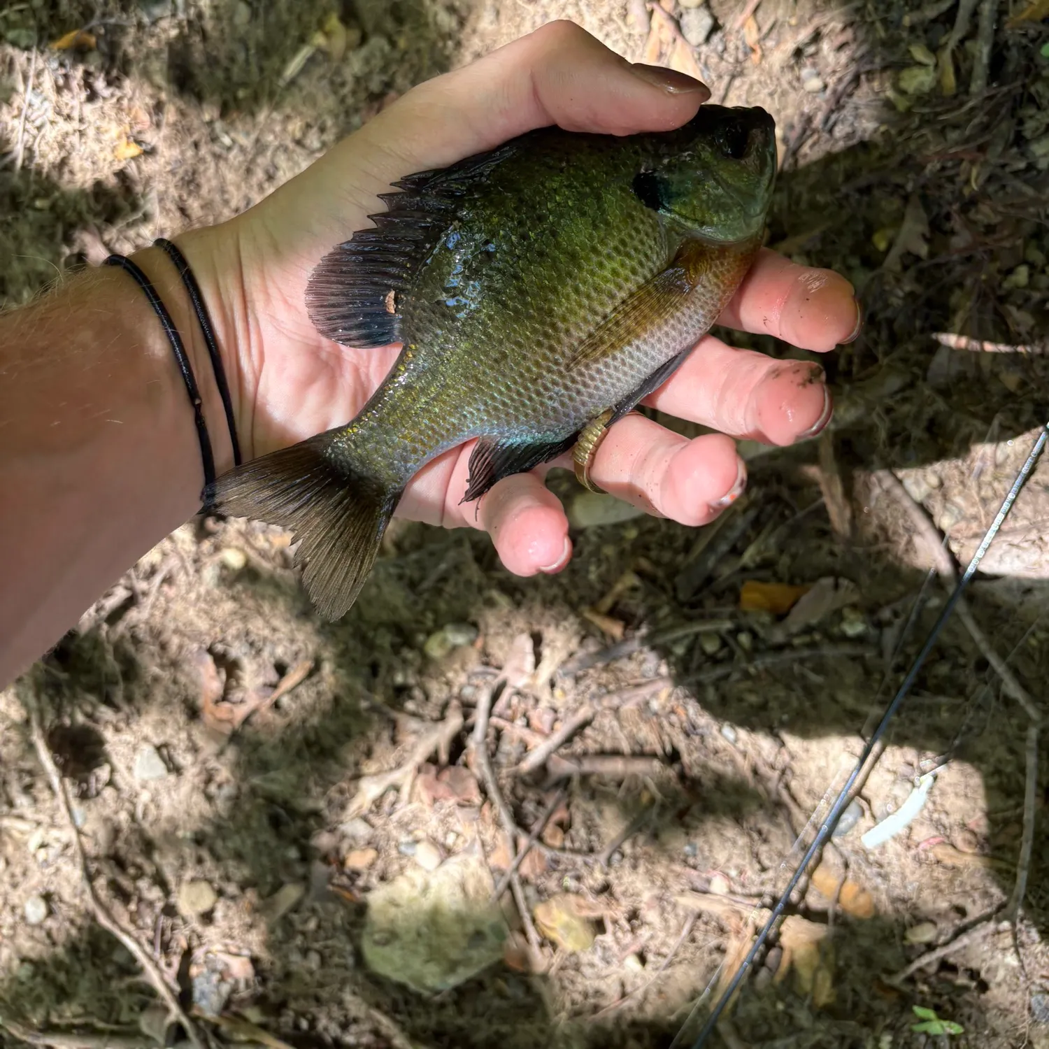 Bluegill caught on Fishbrain