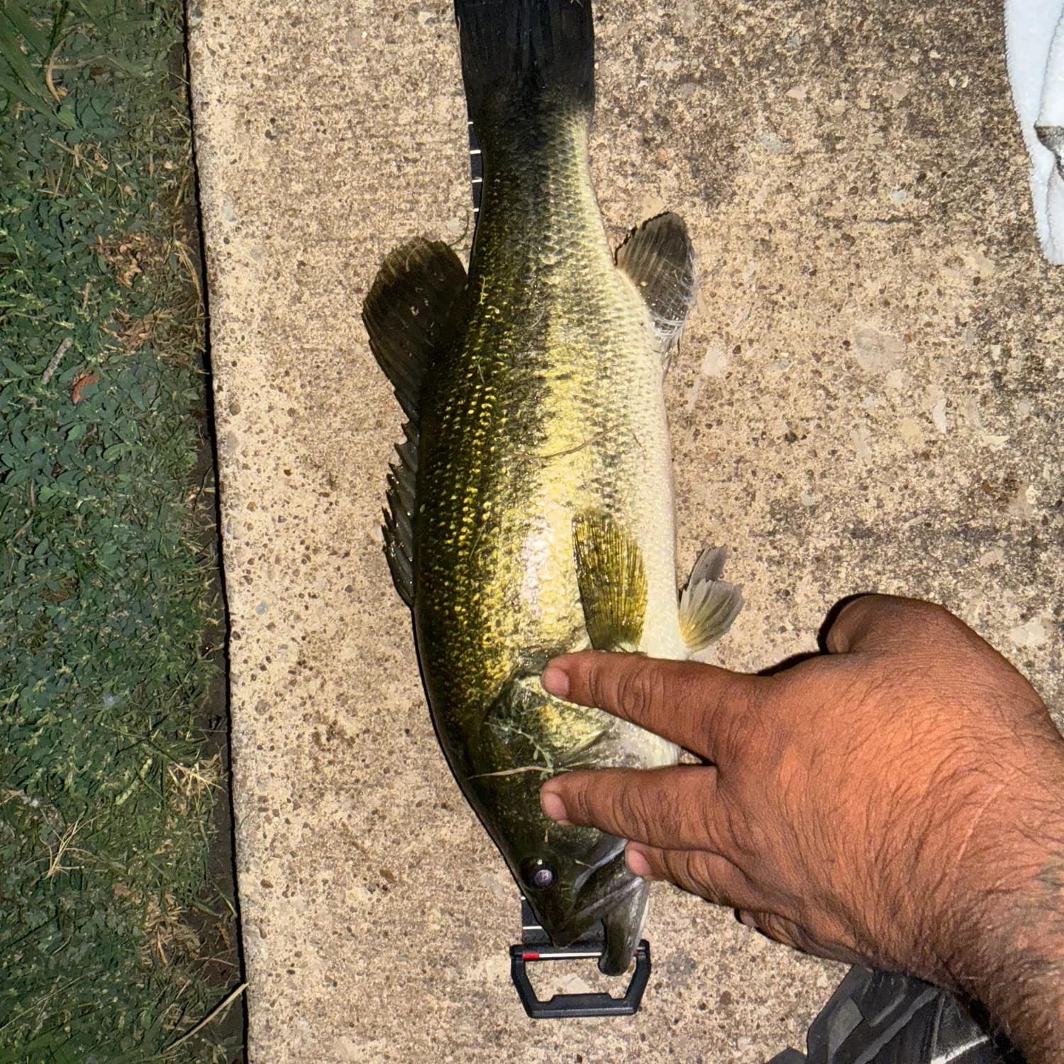 Largemouth bass caught on Fishbrain