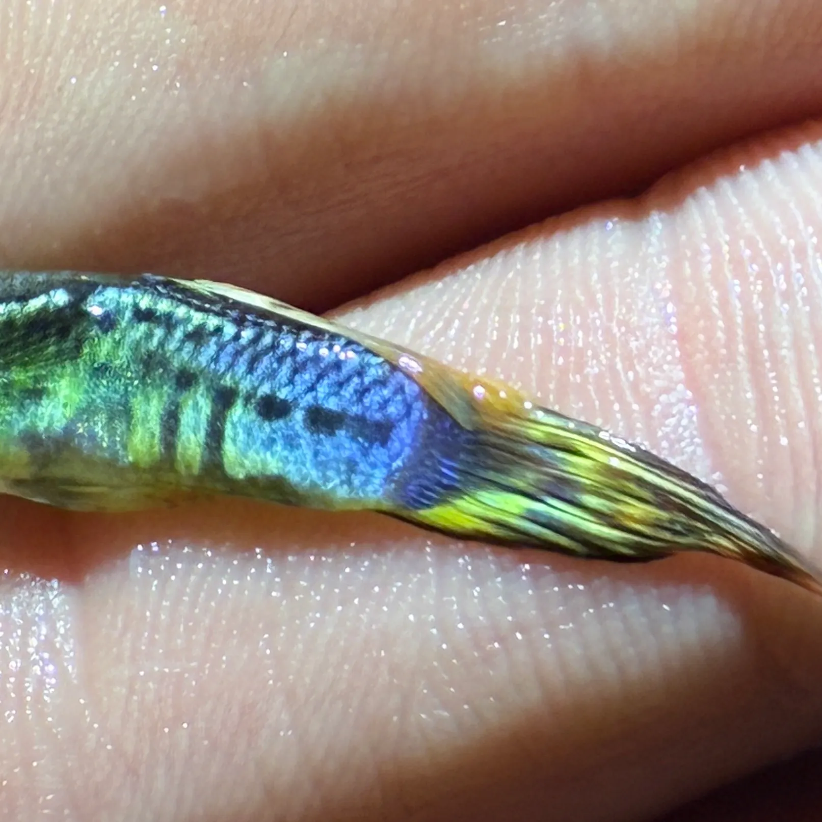 The most recent Guppy catches on Fishbrain