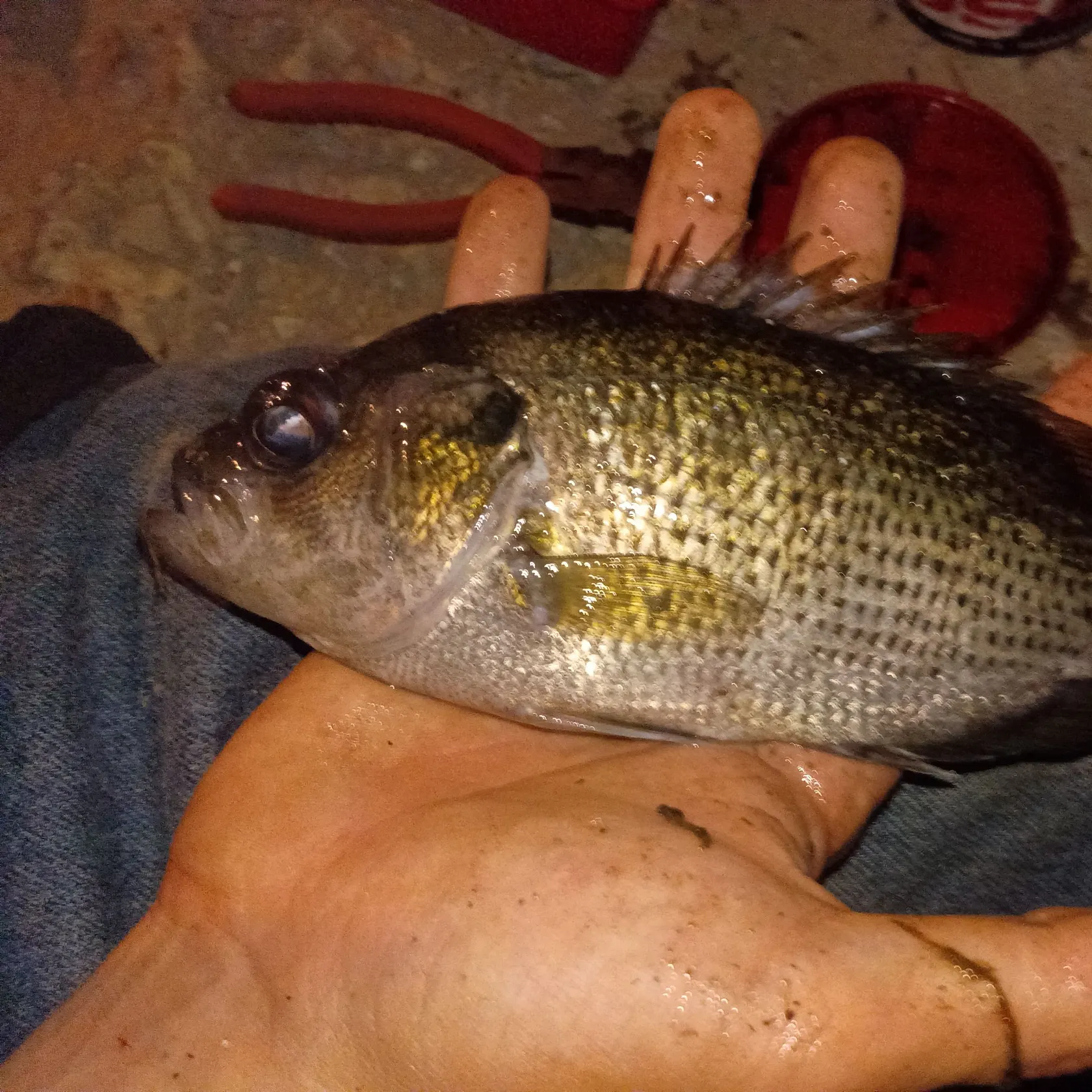 Rock bass caught on Fishbrain