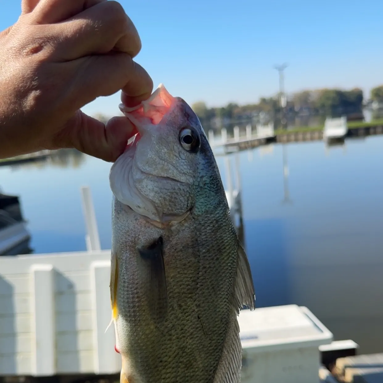Freshwater drum caught on Fishbrain