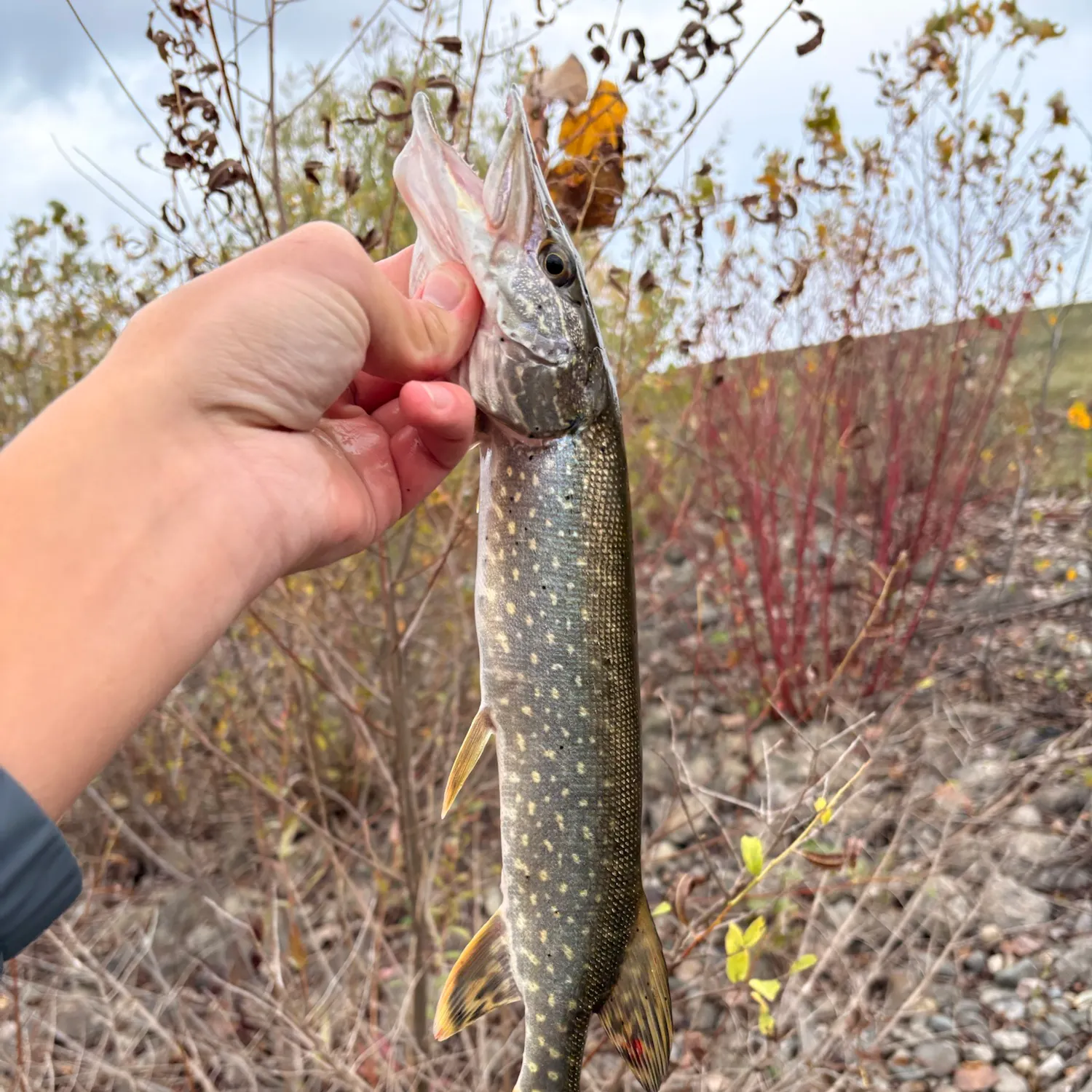 Northern pike caught on Fishbrain